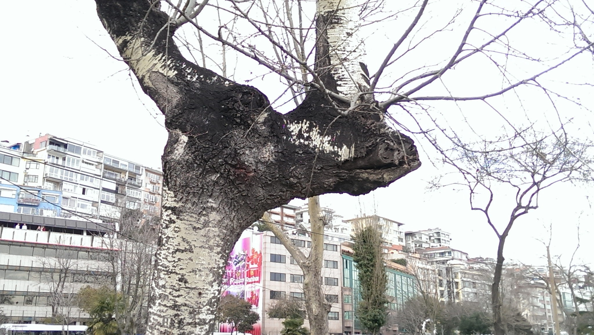 HTC ONE 801E sample photo. Tree photography