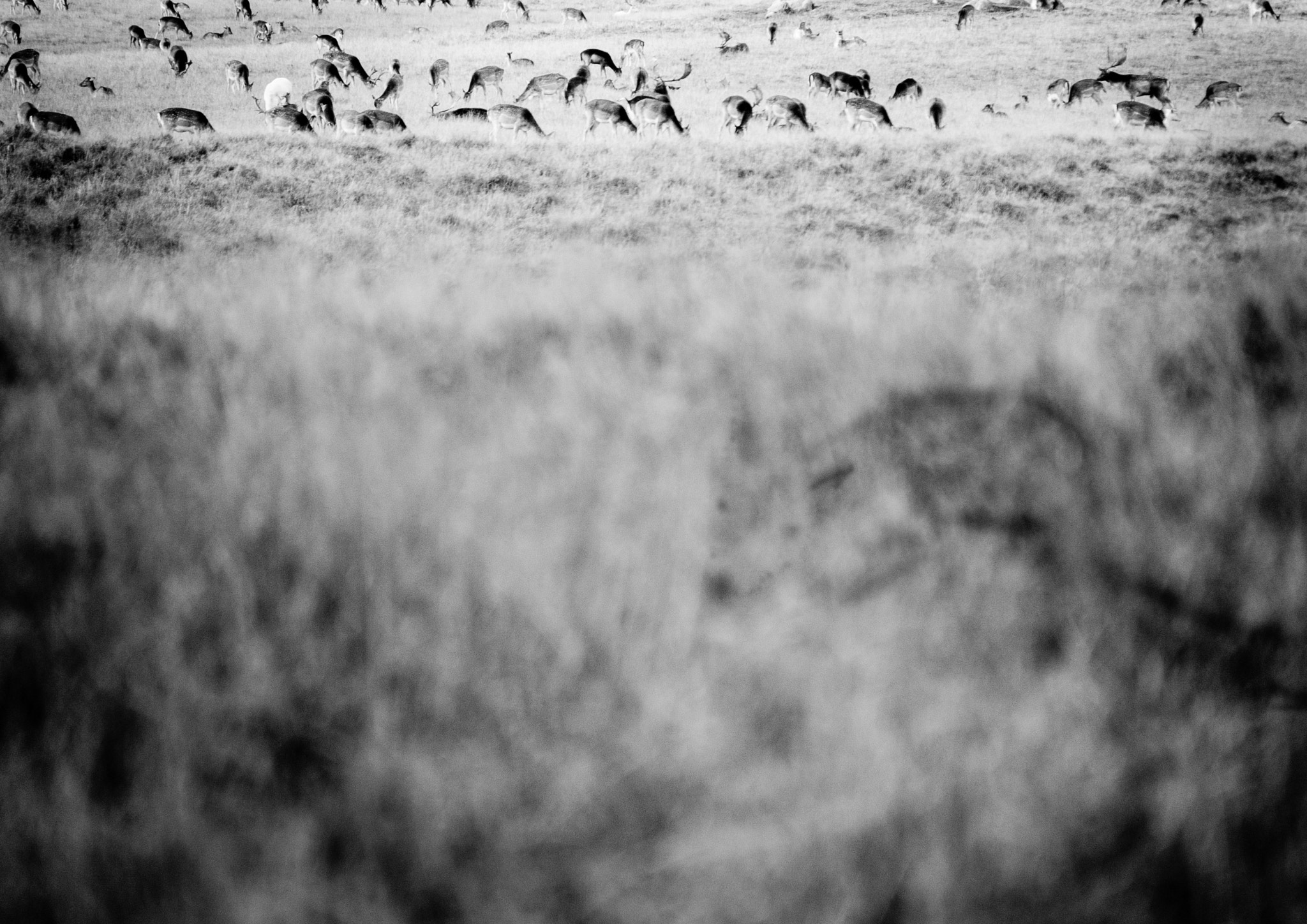 Panasonic Lumix DMC-GH1 sample photo. Do you see the wolf? photography