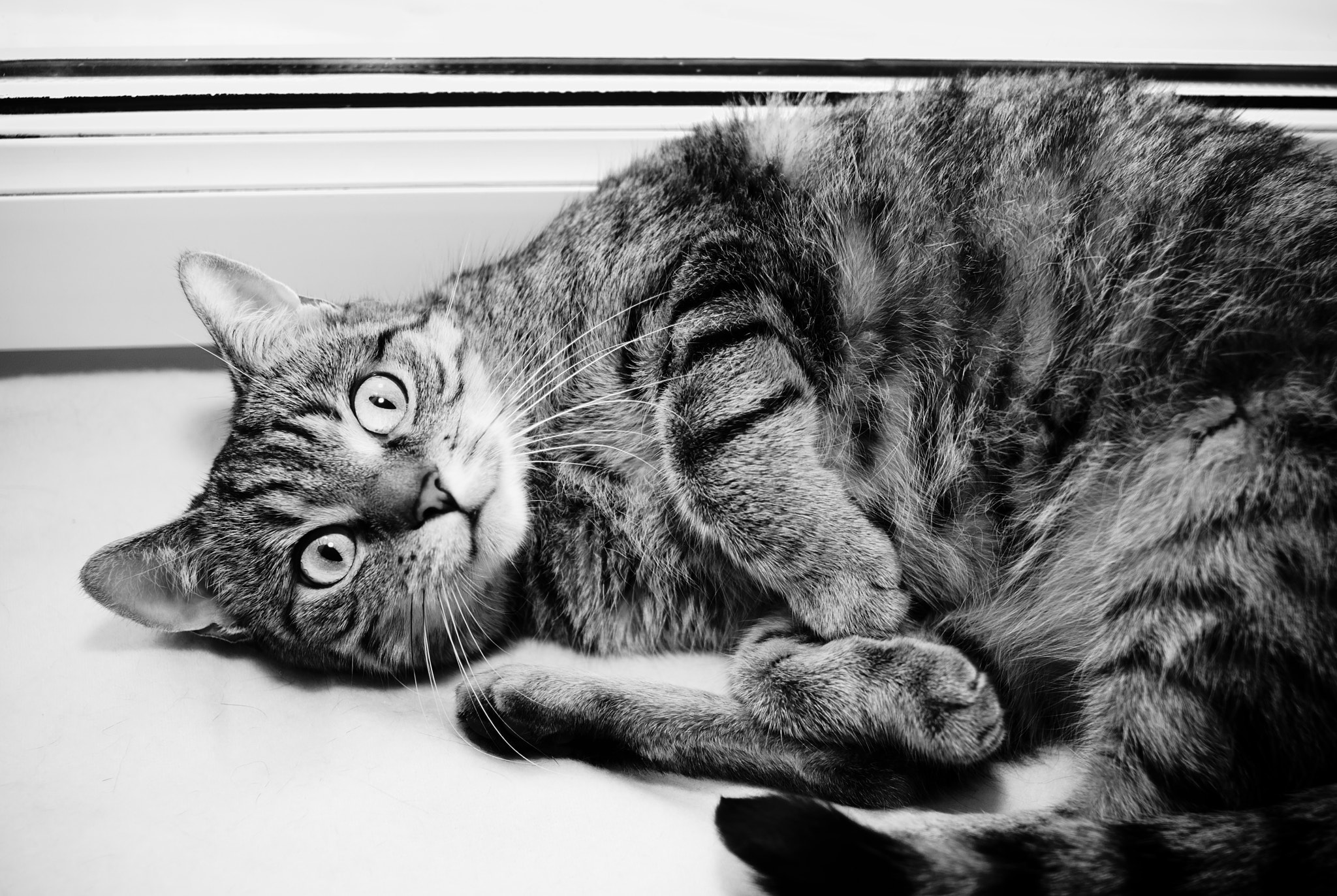 Nikon AF Nikkor 28mm F2.8D sample photo. Cat photography