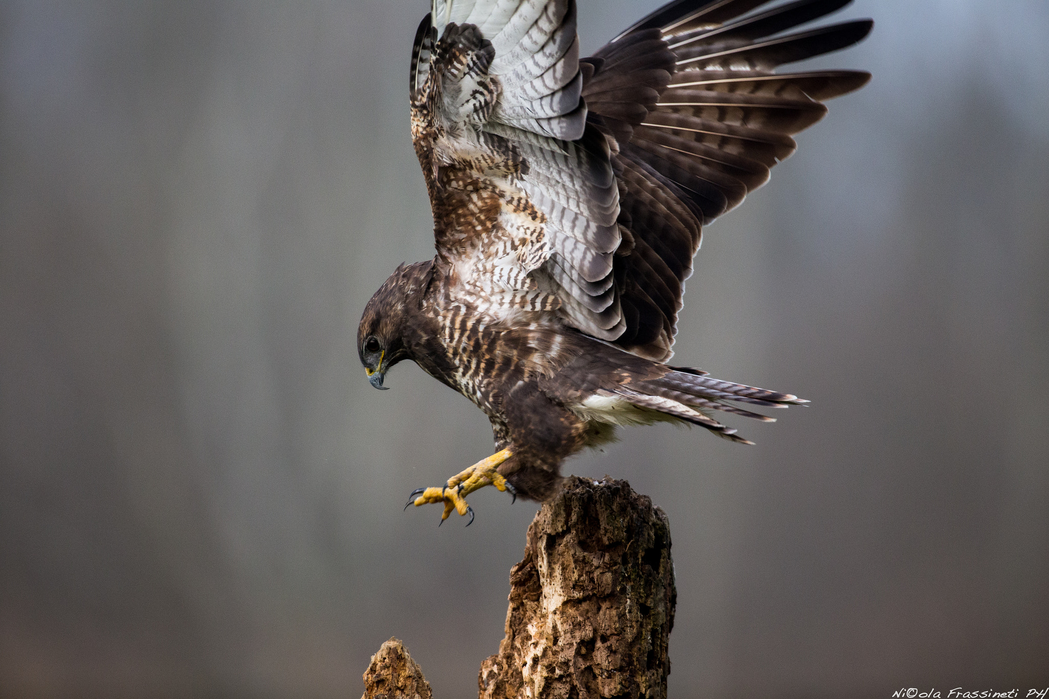 Canon EOS 6D + Canon EF 600mm f/4L IS sample photo. Please, prepare for landing photography