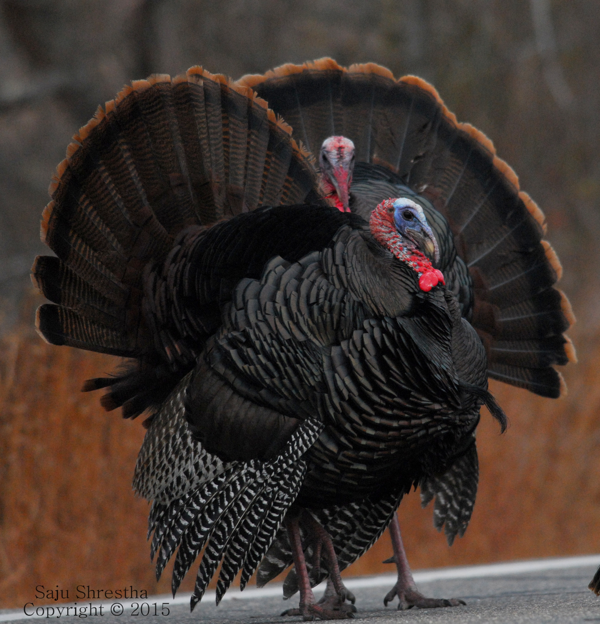 Nikon D200 + Nikon AF-S Nikkor 300mm F4D ED-IF sample photo. Happy thanksgiving!!! photography