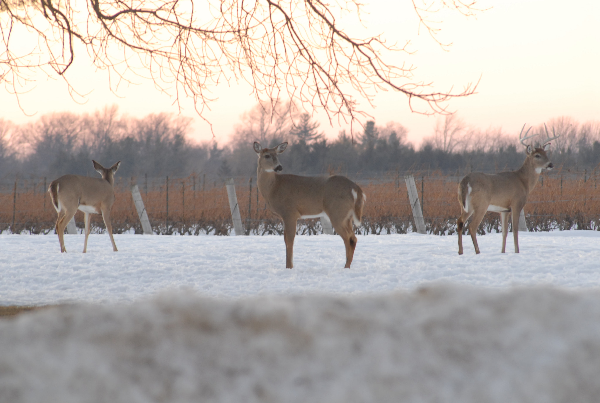 Nikon D200 + Sigma 70-300mm F4-5.6 APO Macro Super II sample photo. Winter  snow  deer photography