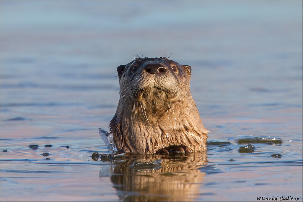 Canon EF 500mm F4L IS II USM sample photo. Curious northern river otter photography