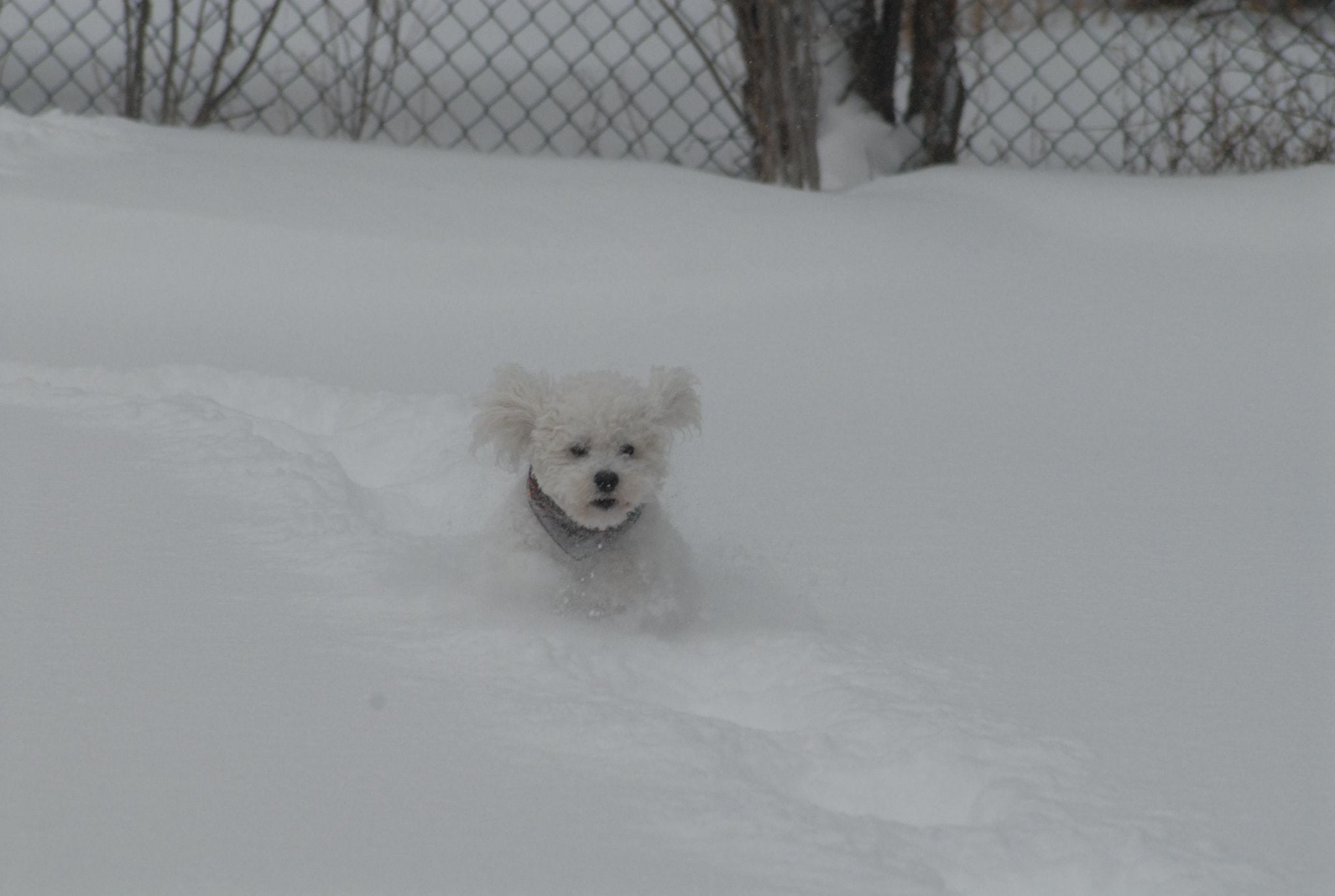 Nikon D200 + Sigma 70-300mm F4-5.6 APO Macro Super II sample photo. Bichon  frise photography