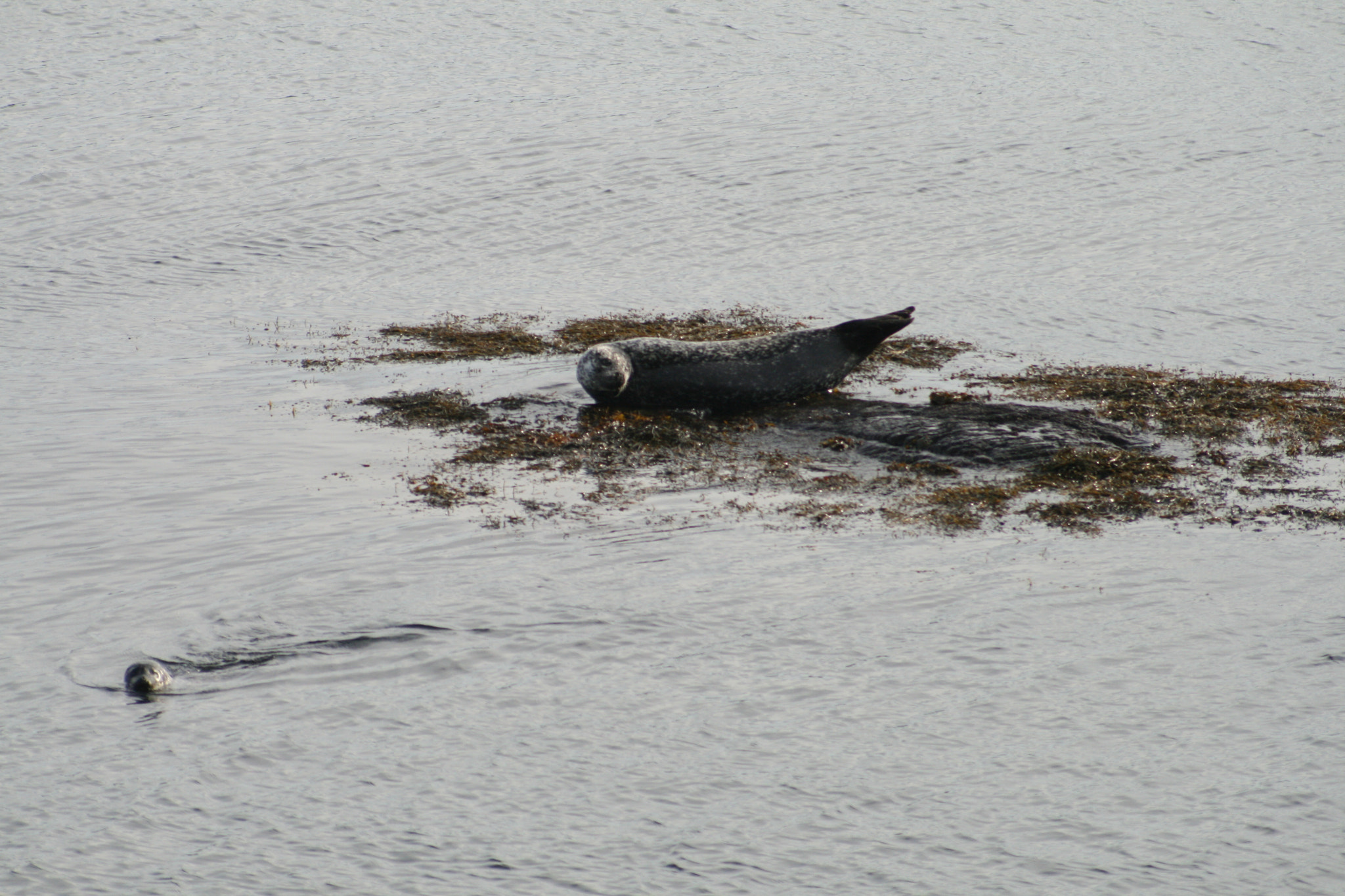Canon EF 100-300mm f/5.6 sample photo. Free seals in ireland.jpg photography