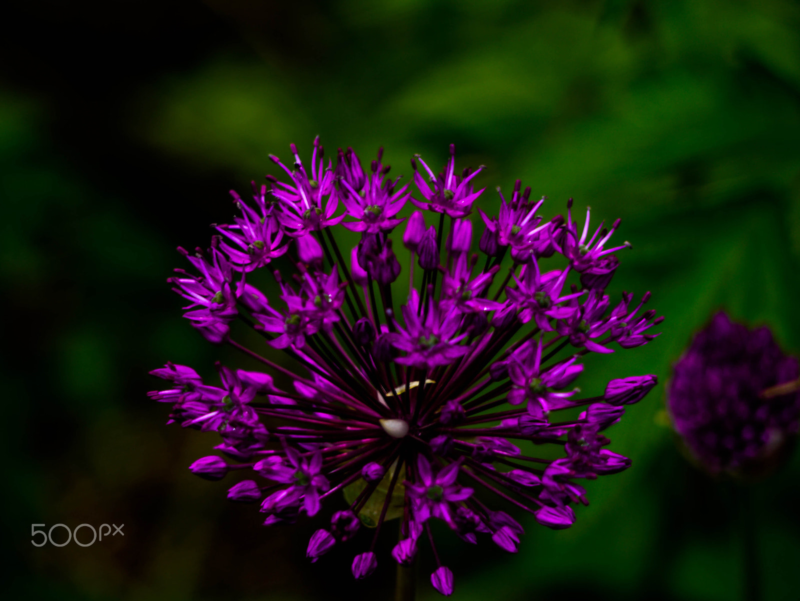 Panasonic Lumix G Vario 45-200mm F4-5.6 OIS sample photo. Floral beauty photography
