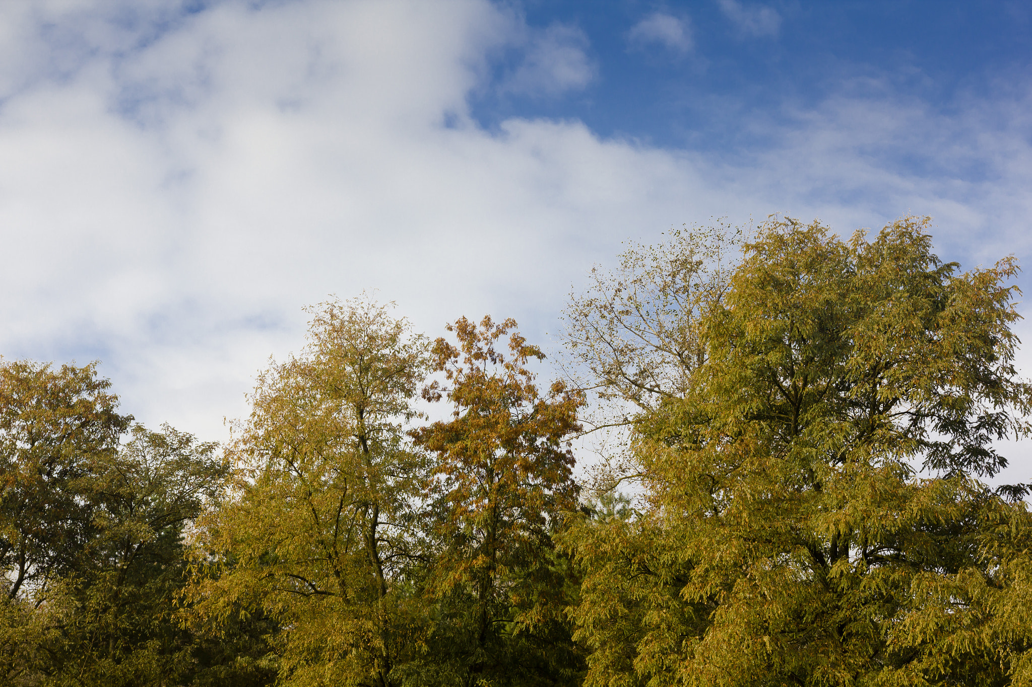 Sigma 18-35mm f/1.8 DC HSM sample photo. Fall 3 photography