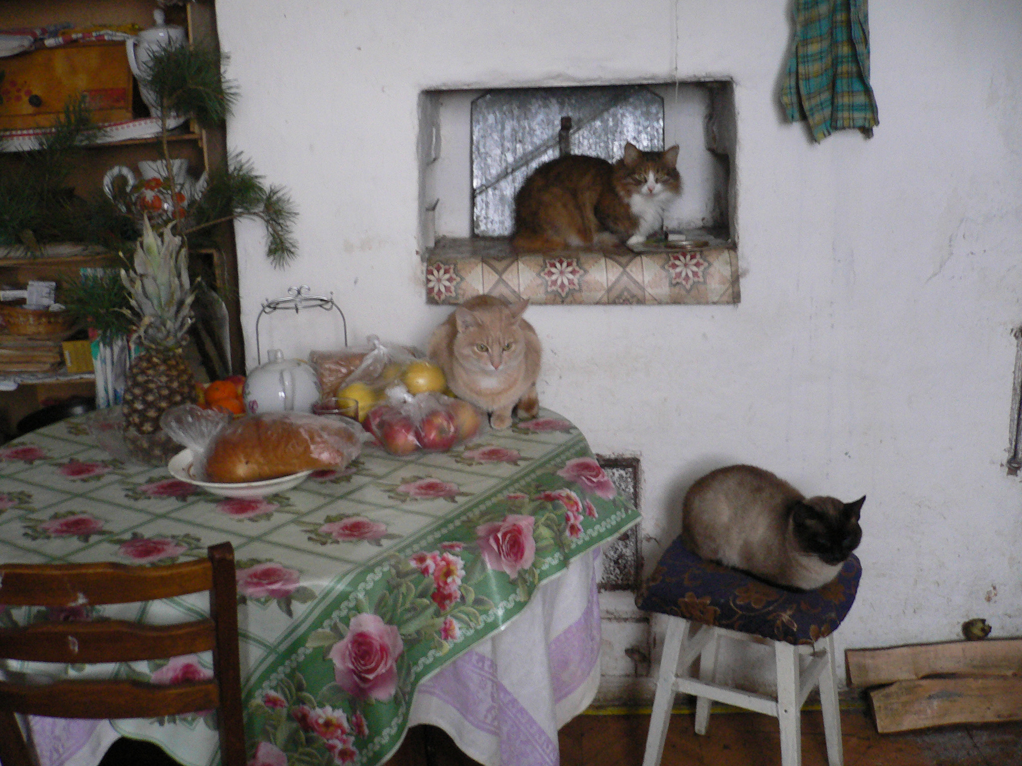 Panasonic DMC-FX7 sample photo. Sweet home&cats.jpg photography