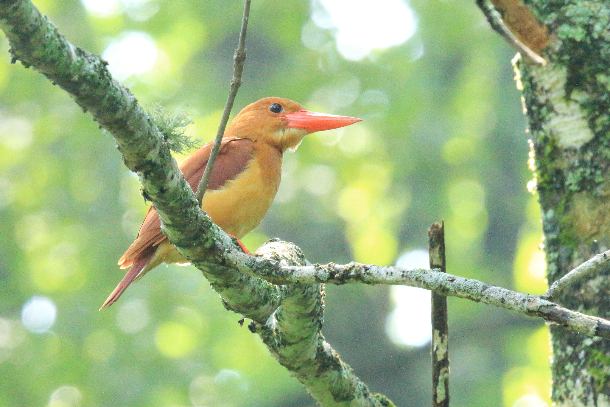 Canon EF 800mm F5.6L IS USM sample photo. アカショウビン   やっと− photography