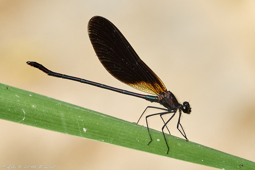 Sony ILCA-77M2 sample photo. Calopteryx haemorrhoidalis photography