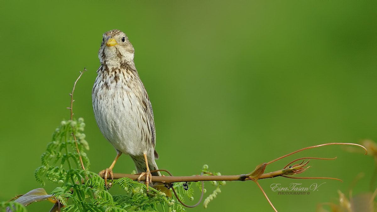 Nikon AF-S Nikkor 600mm F4D ED-IF II sample photo. Corn bunting / tarla Çintesi... photography