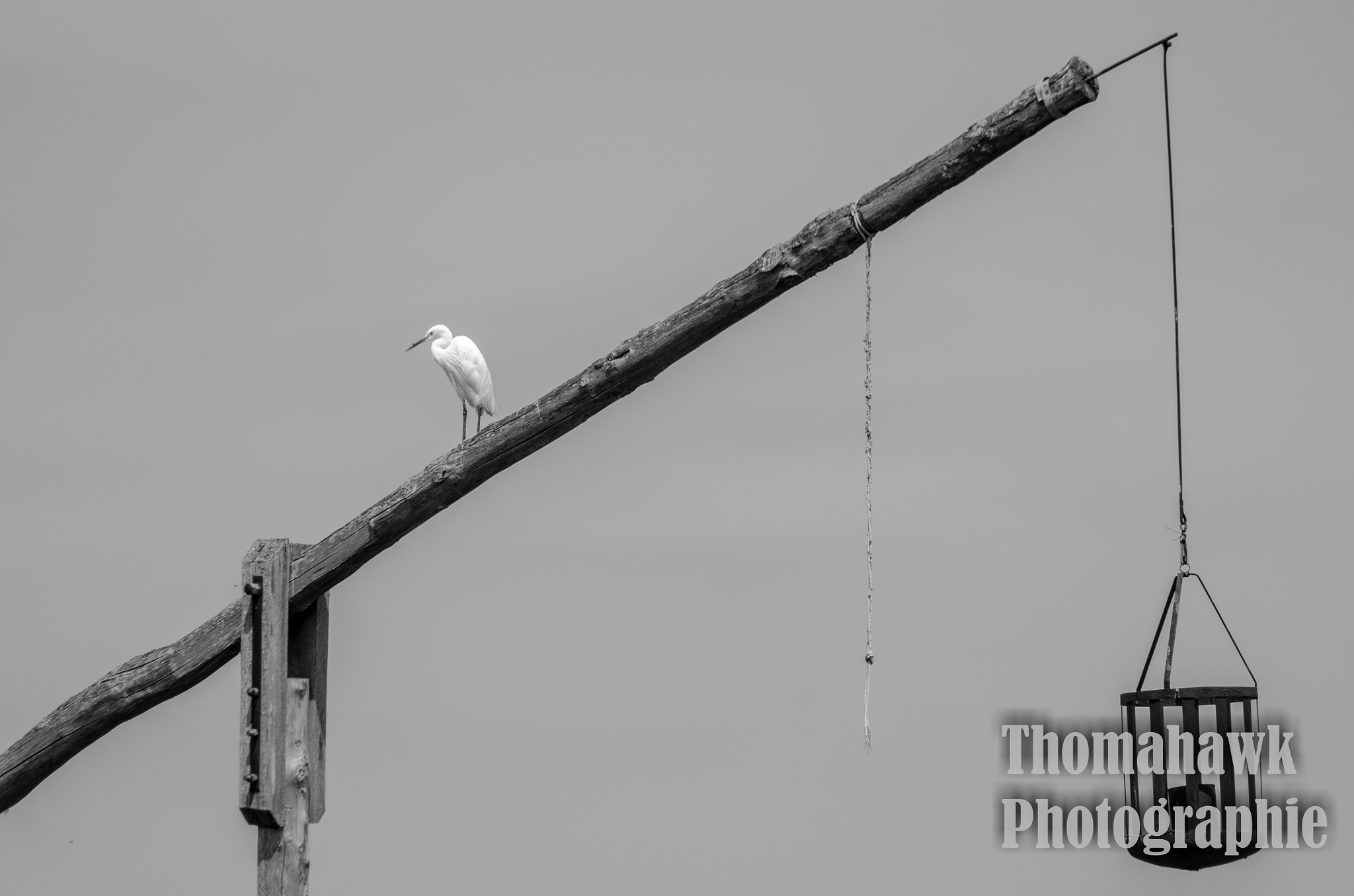 Pentax smc DA 55-300mm F4.0-5.8 ED sample photo. Heavy bird. photography