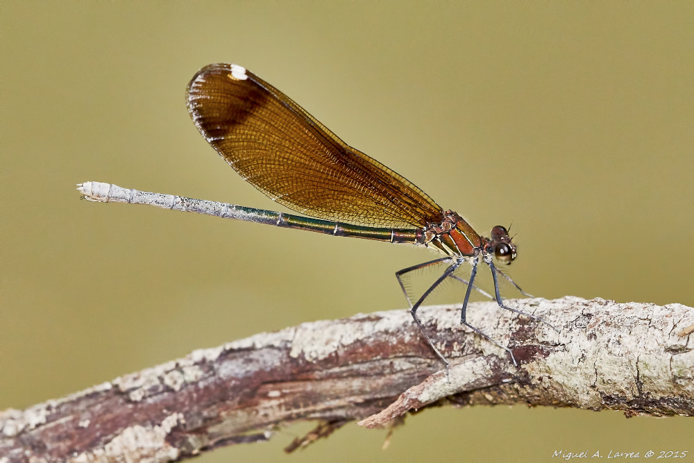 Sony ILCA-77M2 sample photo. Calopteryx haemorrhoidalis photography