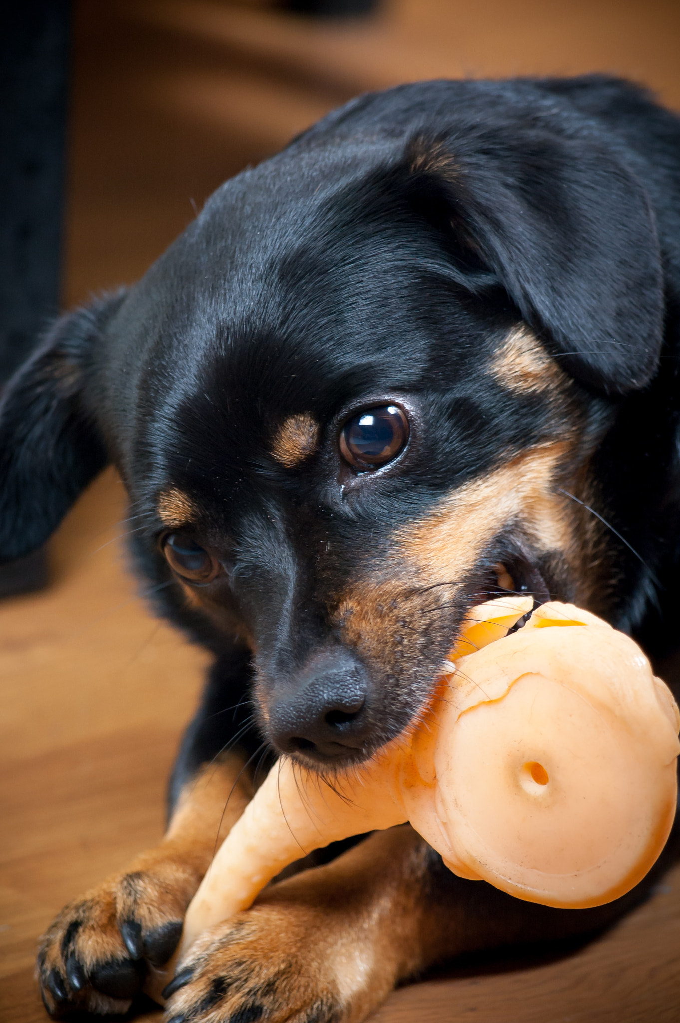 Nikon D70s sample photo. Max - the dog photography
