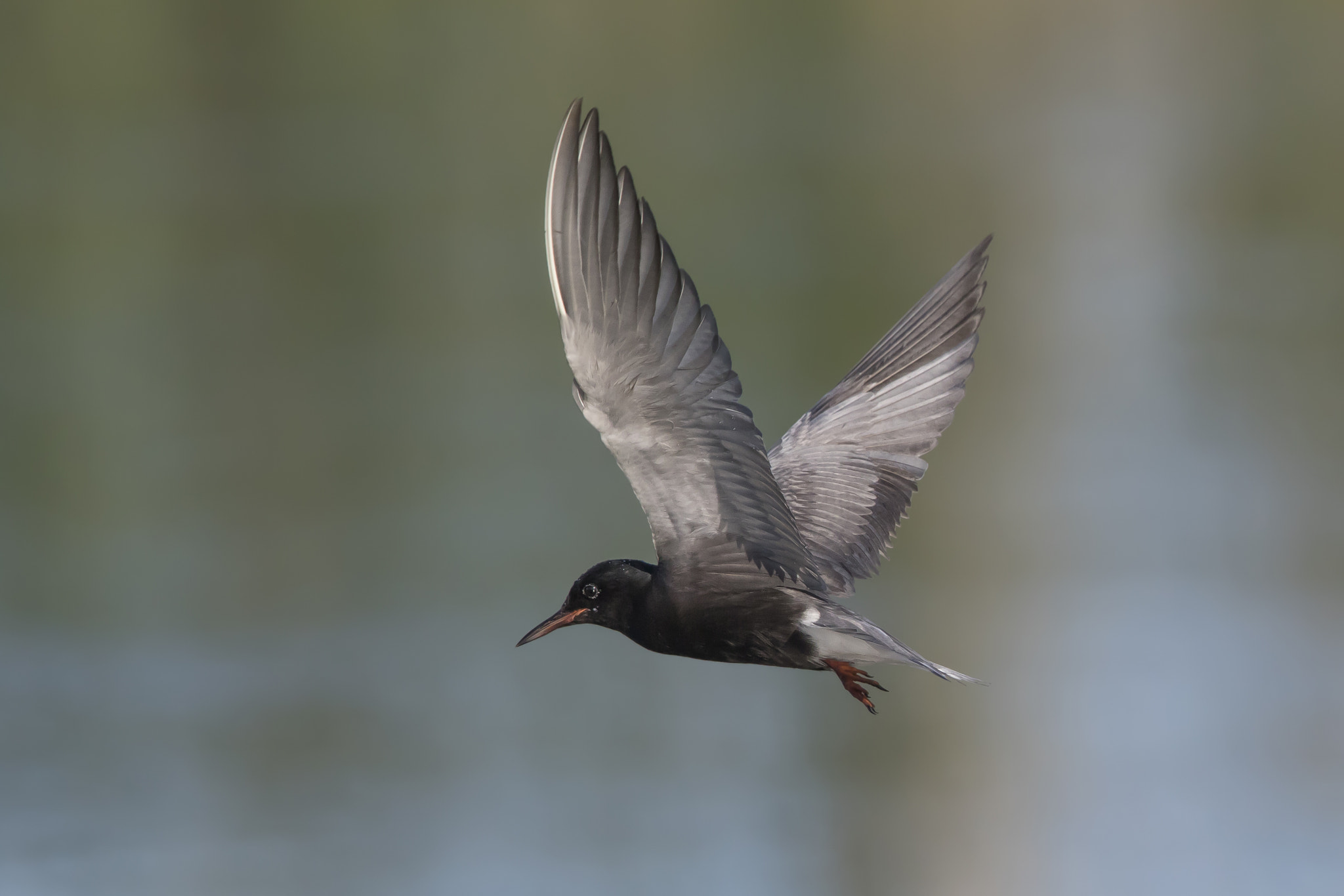 Canon EOS 7D Mark II + Canon EF 600mm F4L IS II USM sample photo. Guifette noire en vol / black tern in flight photography