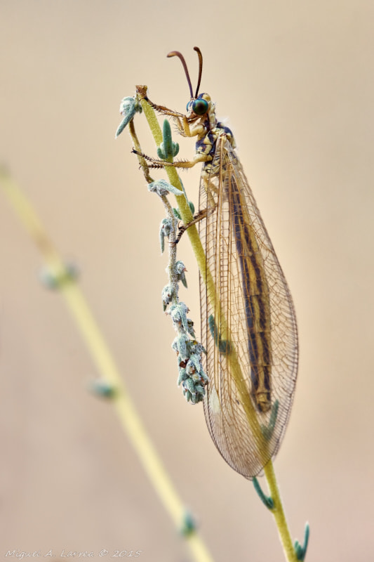 Sony ILCA-77M2 sample photo. Antlion photography