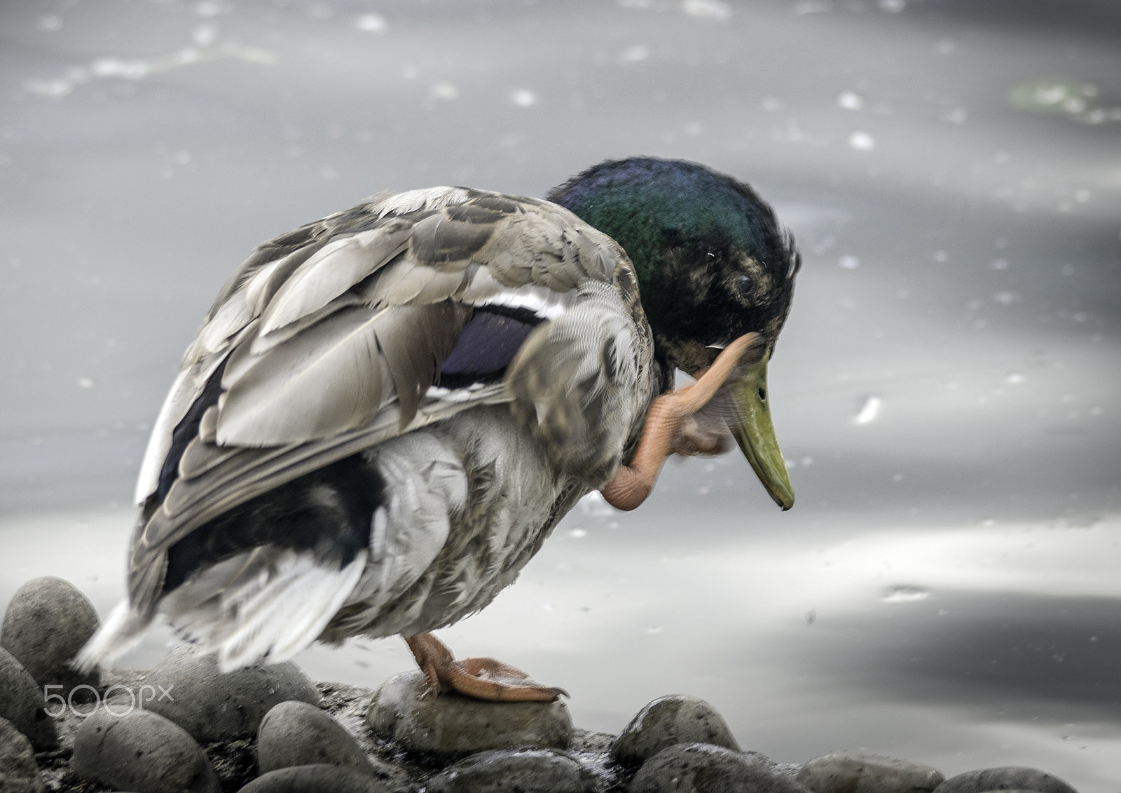 Nikon D5300 + Sigma 70-300mm F4-5.6 DG OS sample photo. Mulard duck photography