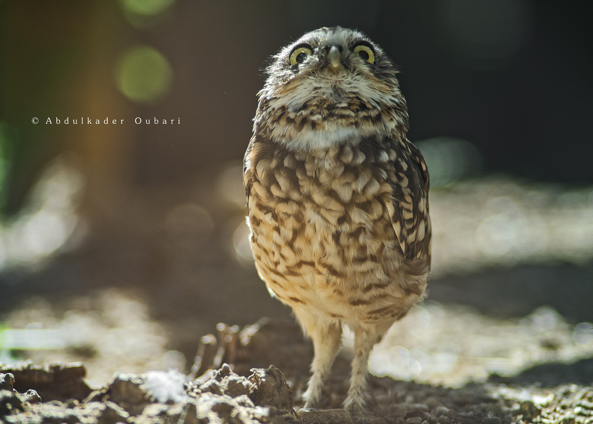 Nikon D610 + AF Zoom-Nikkor 70-210mm f/4 sample photo. Hard look! photography