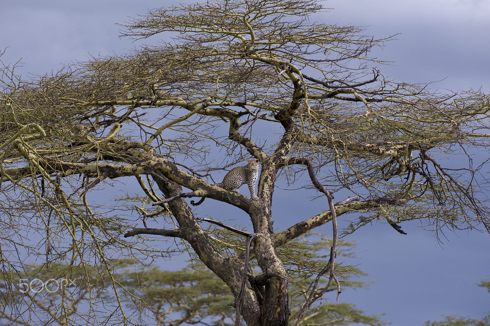 Nikon AF-S Nikkor 300mm F2.8G ED-IF VR sample photo. A beautifull cheetah photography