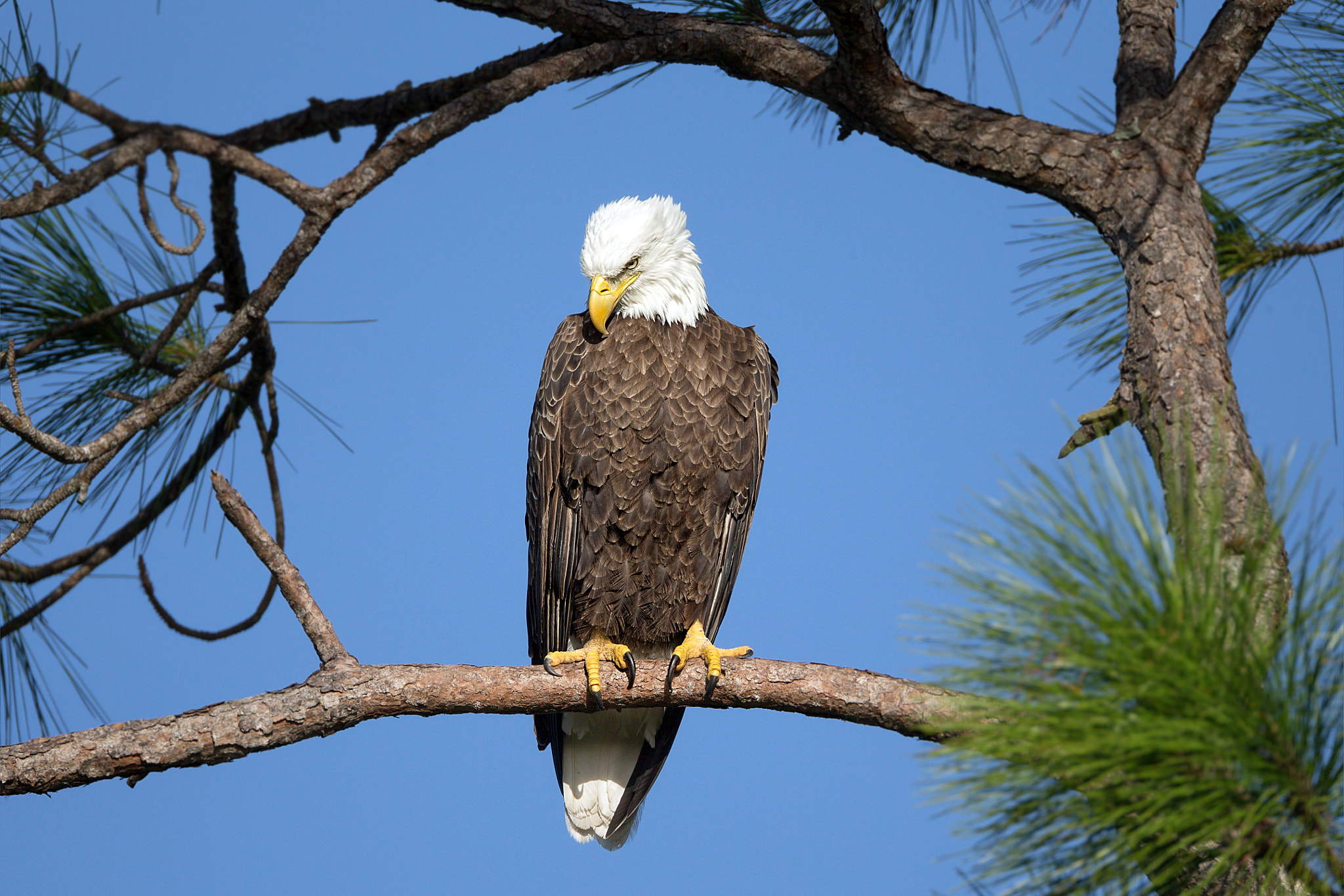 Canon EF 800mm F5.6L IS USM sample photo. Harriet photography