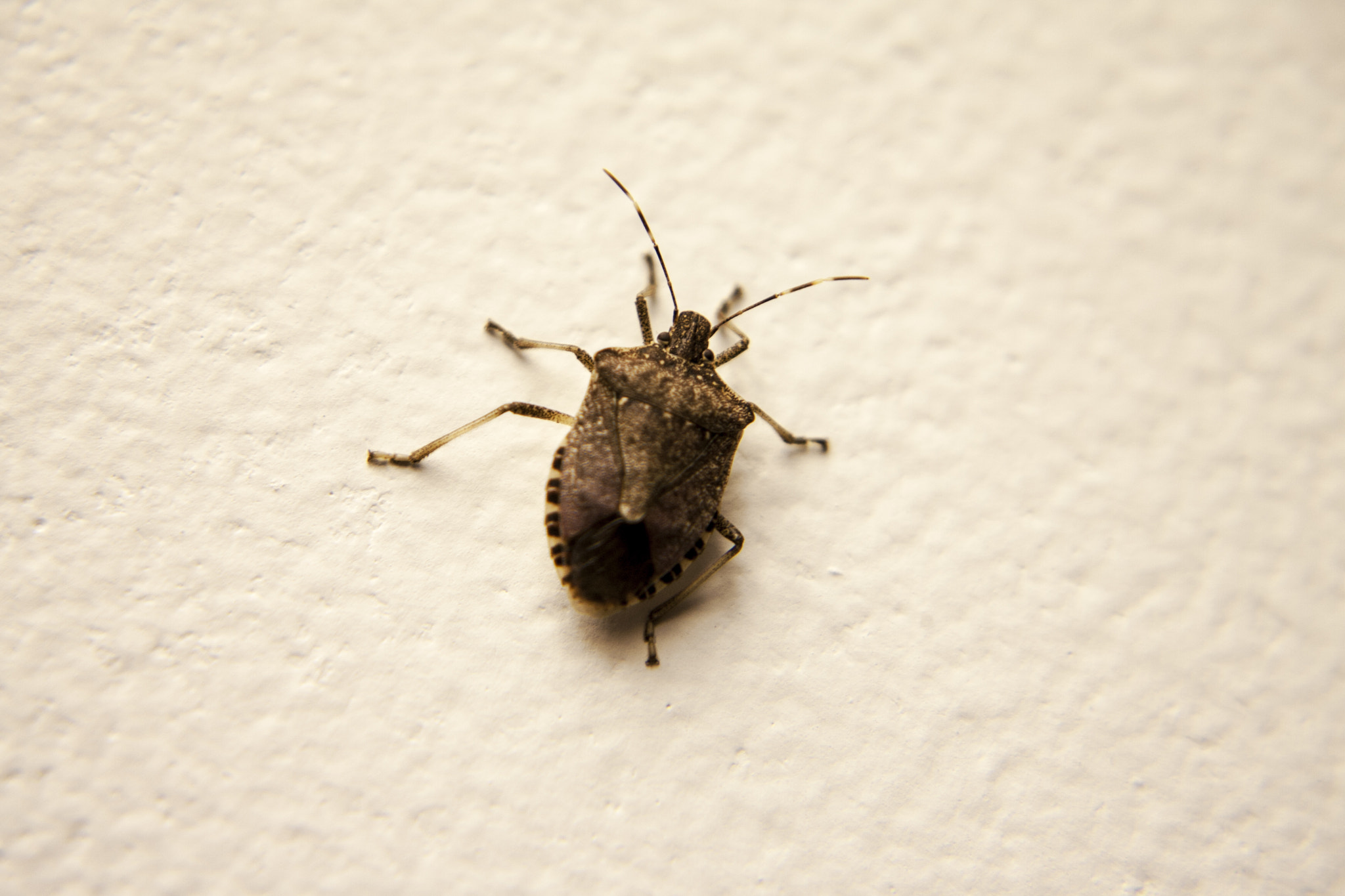 Canon EOS-1D Mark II N sample photo. Office bug photography