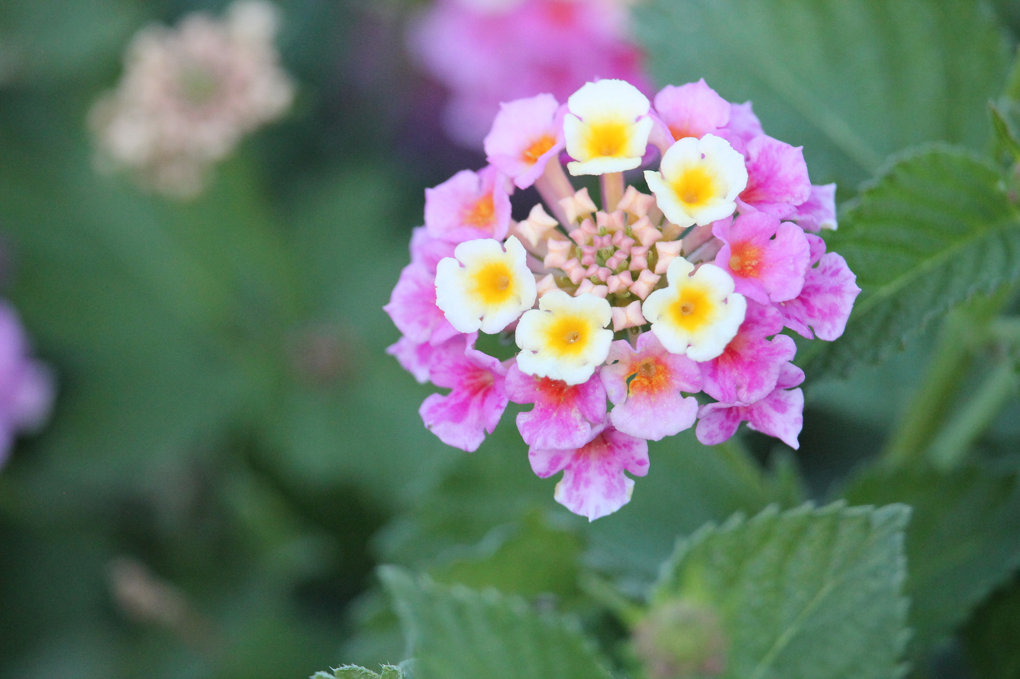 Canon EF-S 55-250mm F4-5.6 IS STM sample photo. 22714663288.jpg photography