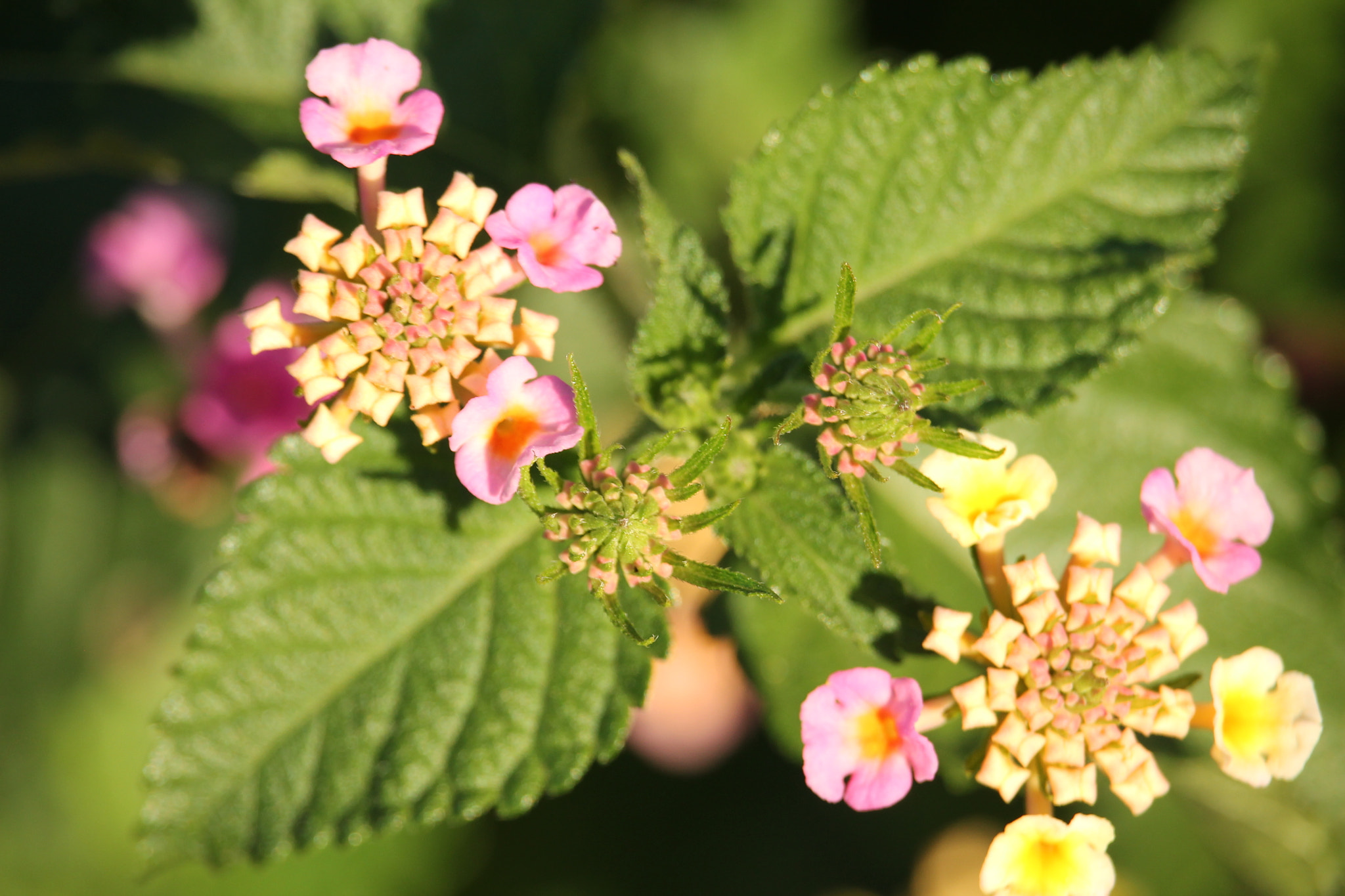 Canon EF-S 55-250mm F4-5.6 IS STM sample photo. 23119061062.jpg photography
