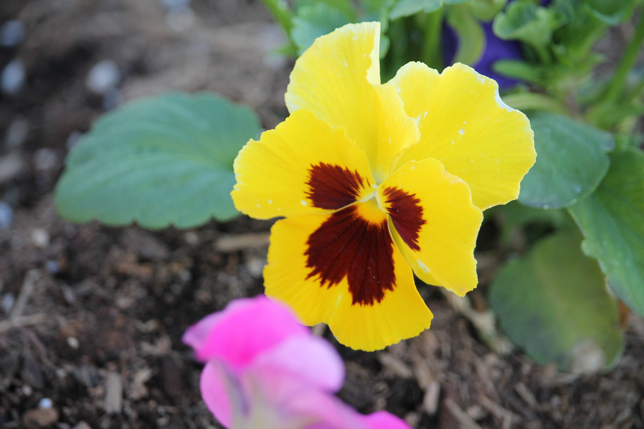 Canon EF-S 55-250mm F4-5.6 IS STM sample photo. 23144635501.jpg photography