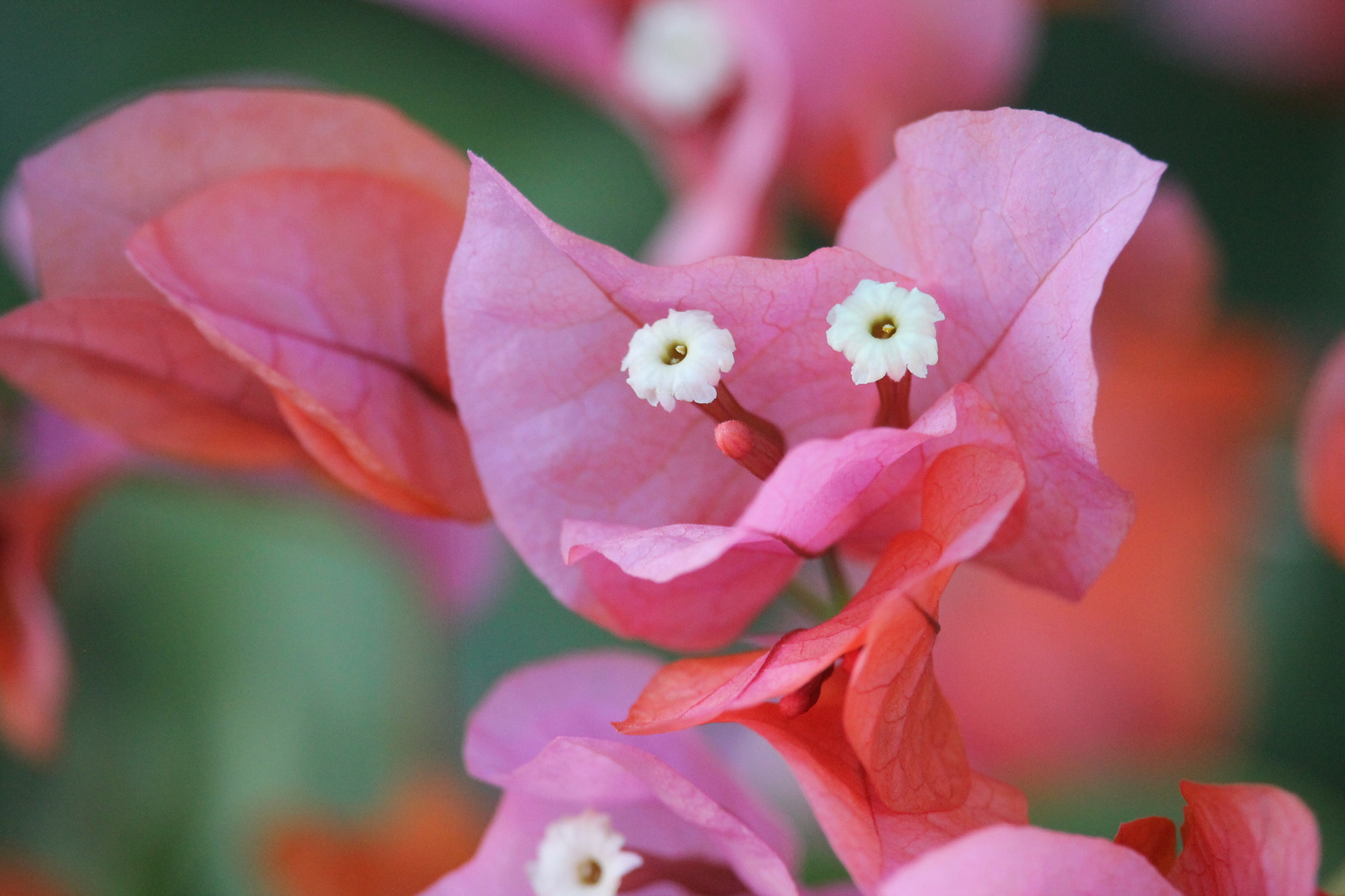 Canon EF-S 55-250mm F4-5.6 IS STM sample photo. 22740773359.jpg photography