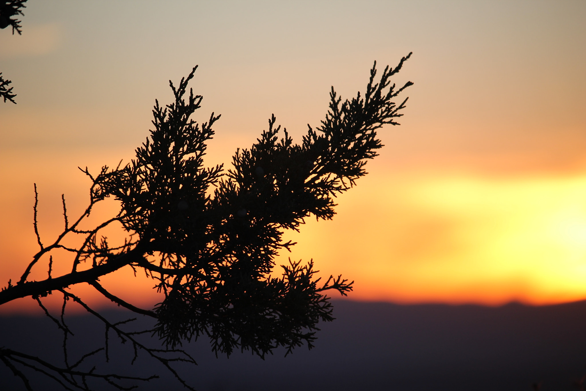 Canon EF-S 55-250mm F4-5.6 IS STM sample photo. 22510281494.jpg photography