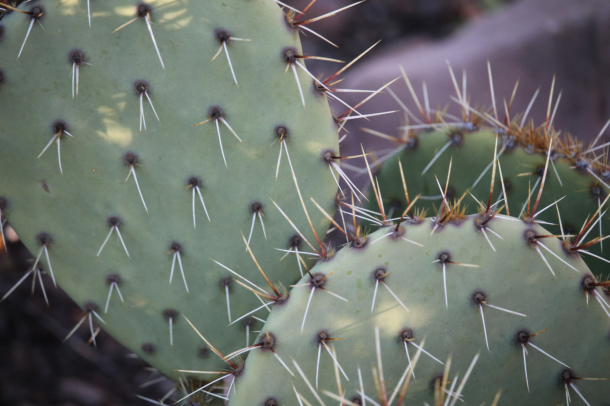 Canon EF-S 55-250mm F4-5.6 IS STM sample photo. 22740714469.jpg photography