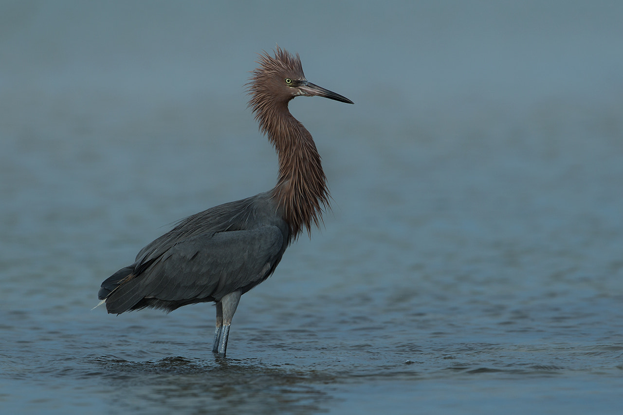 Canon EOS-1D X + Canon EF 300mm F2.8L IS II USM sample photo. Reddish egret photography