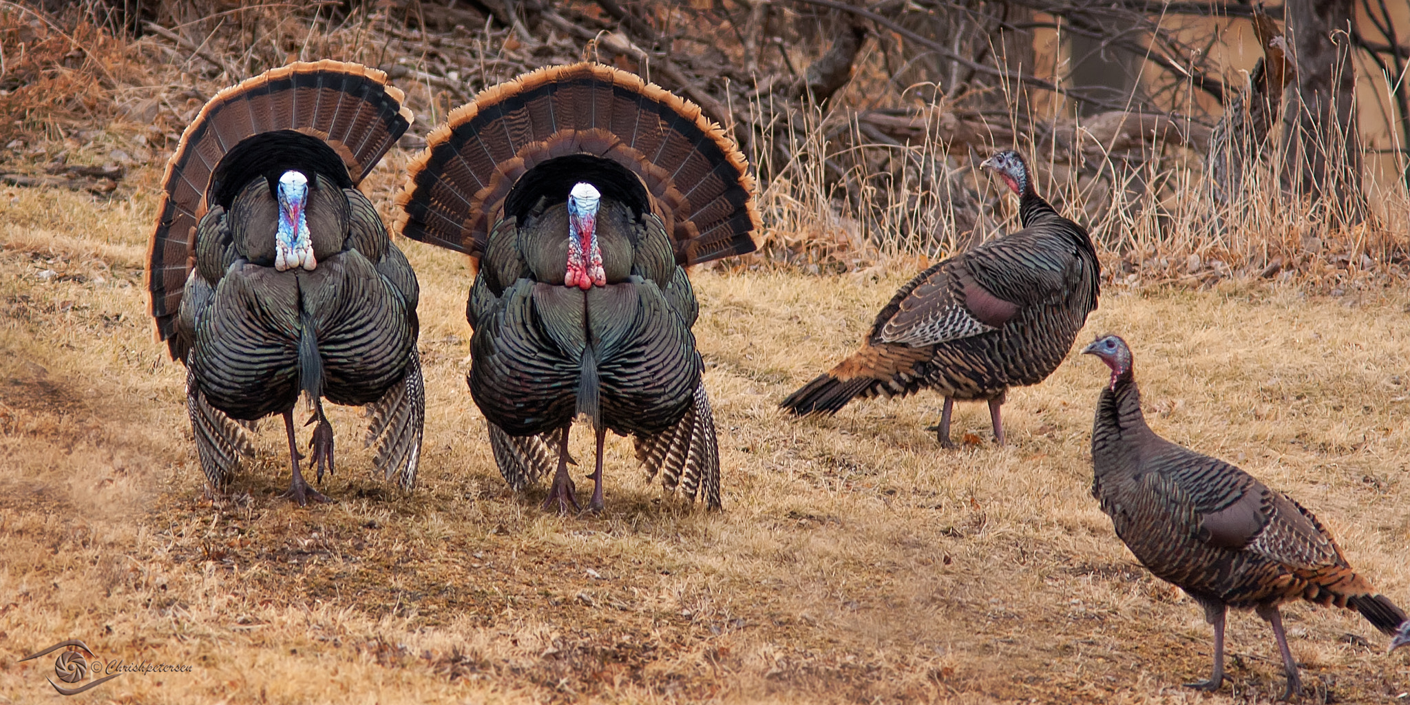 Canon EOS 40D + Canon EF 300mm F4L IS USM sample photo. Happy thanksgiving photography