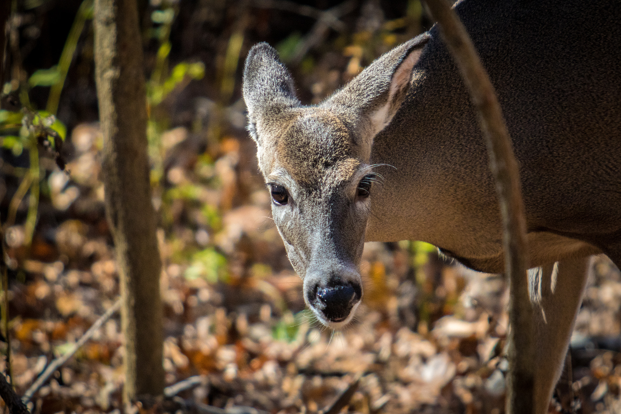Canon EF 70-200mm F2.8L USM sample photo. Closeup of young deer photography