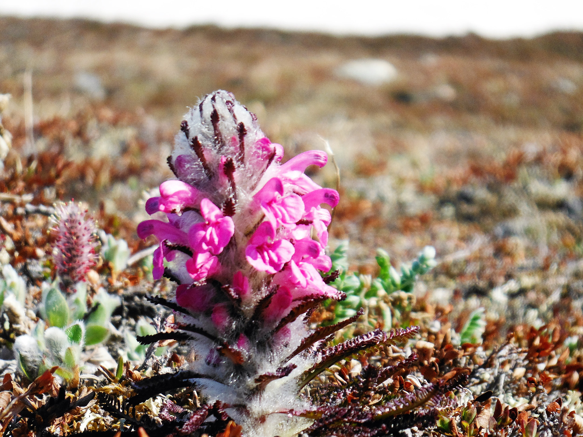 Fujifilm FinePix XP170 sample photo. Flower pond inlet nunavut june photography