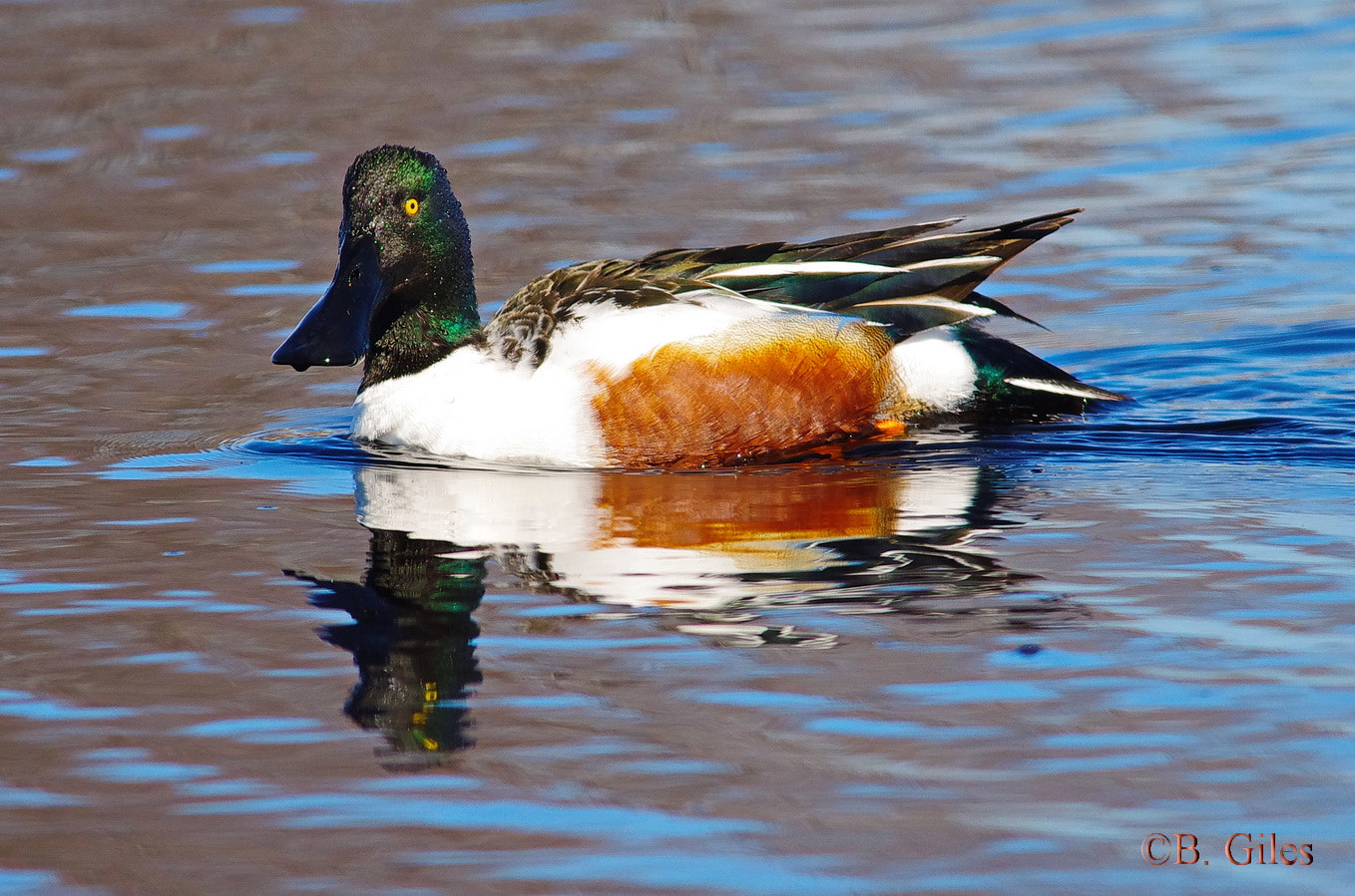 Sigma 150-500mm F5-6.3 DG OS HSM sample photo. Who me????? photography