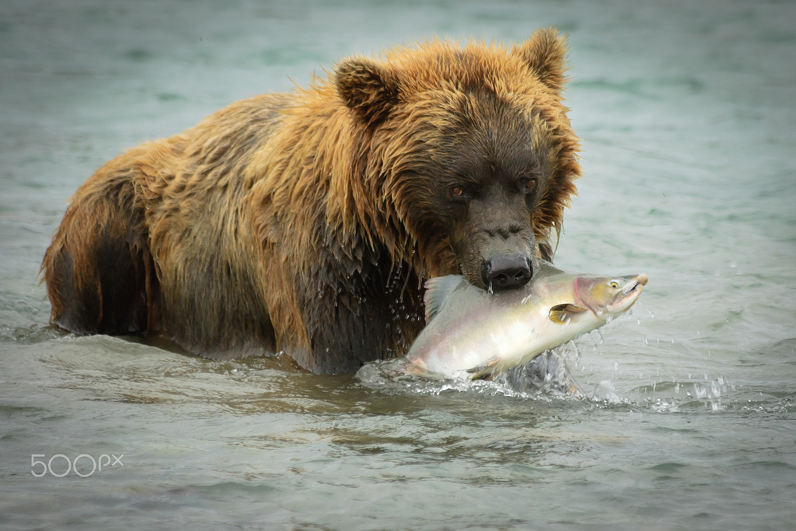 Nikon D70 sample photo. Wild alaska brown bear with salmon in mouth photography