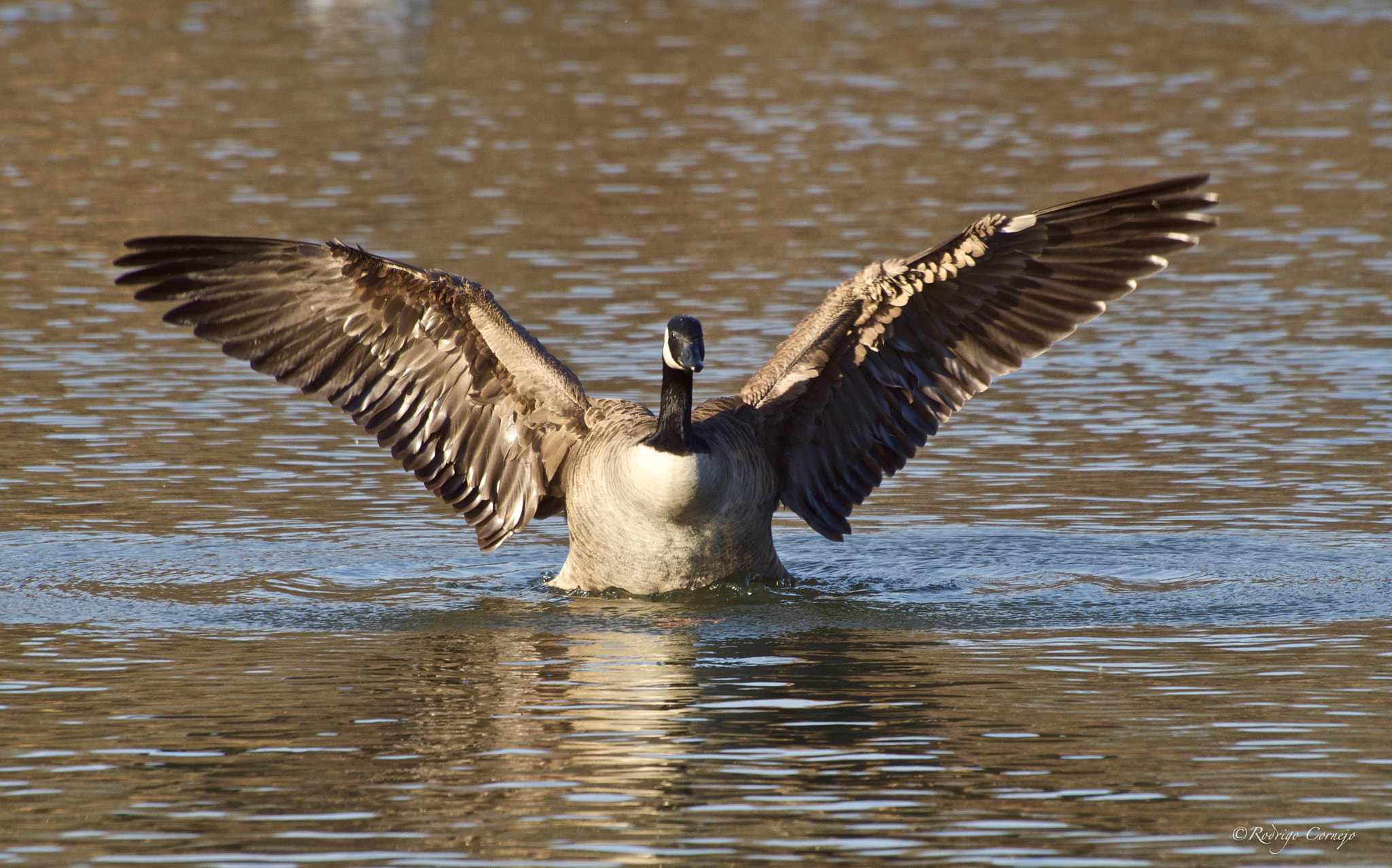 Olympus Zuiko Digital ED 70-300mm F4.0-5.6 sample photo. Spreading the wings... photography