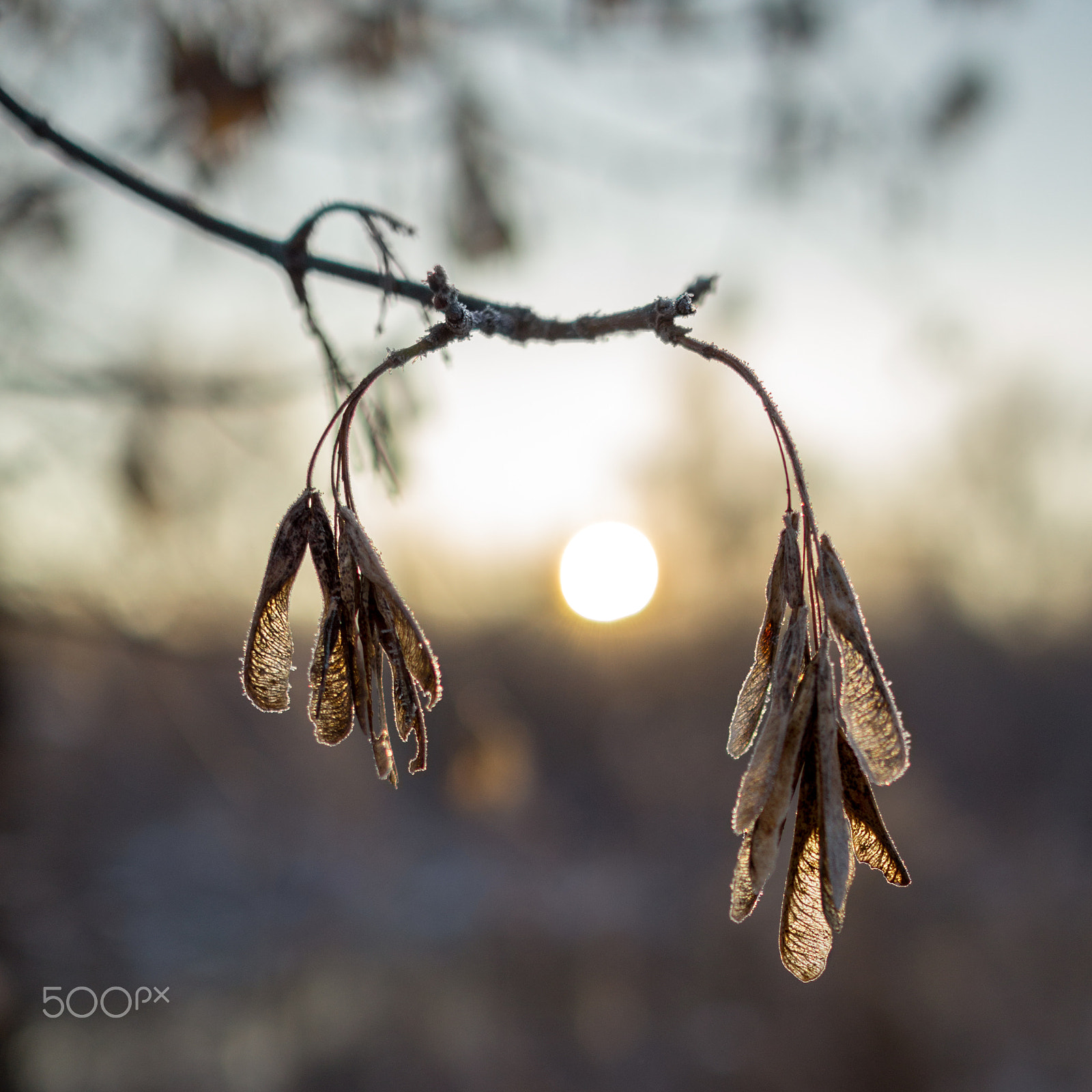 Sony Alpha a5000 (ILCE 5000) + Sony Sonnar T* E 24mm F1.8 ZA sample photo. Frost seeds photography