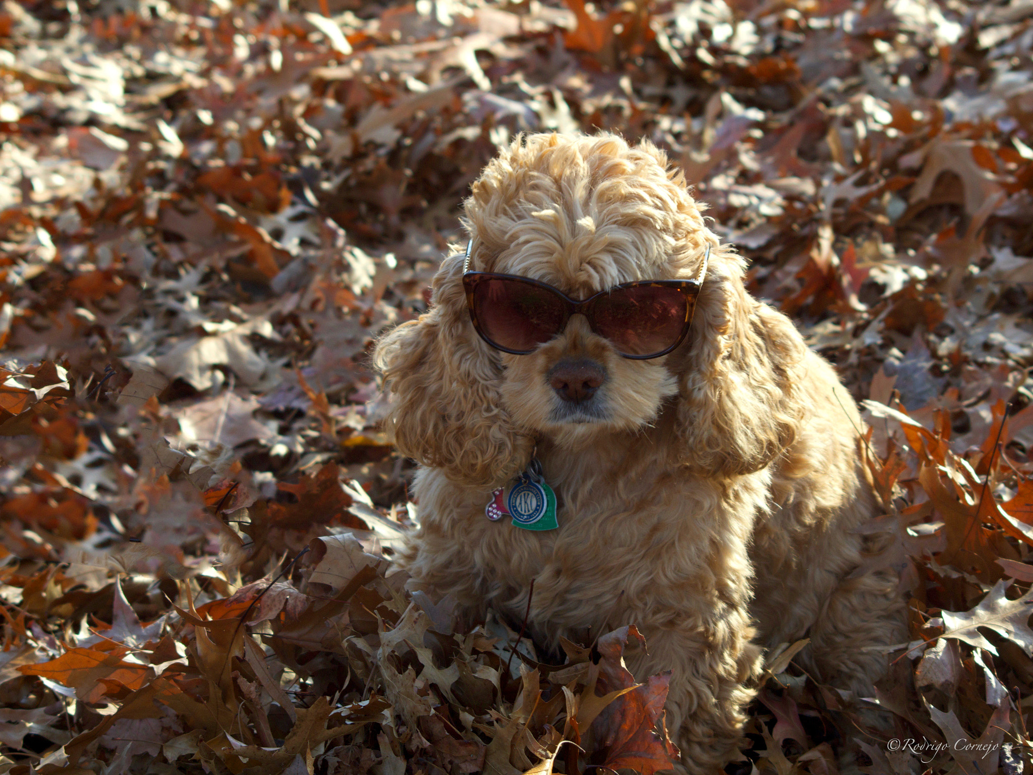Olympus Zuiko Digital ED 70-300mm F4.0-5.6 sample photo. Lilly and her shades... photography