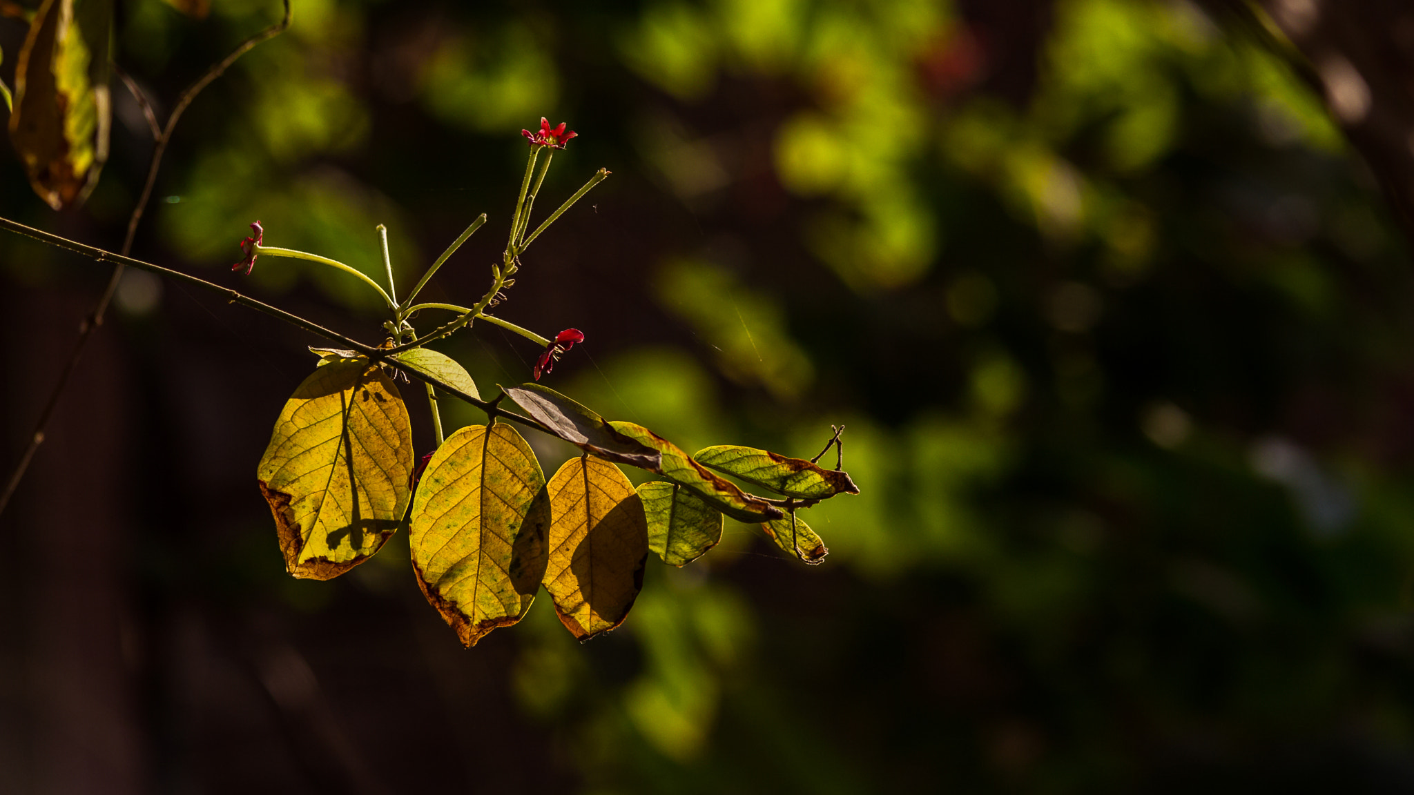 Sigma 70-200mm F2.8 EX DG OS HSM sample photo. Magic of light photography