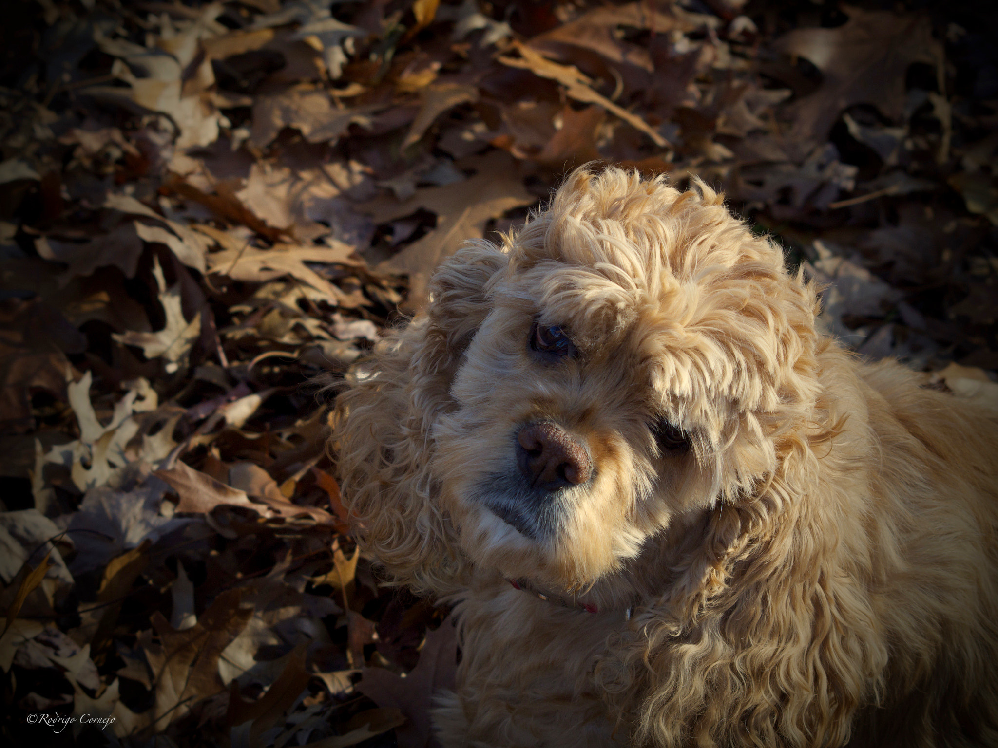 Olympus Zuiko Digital ED 70-300mm F4.0-5.6 sample photo. Puppy eyes... photography