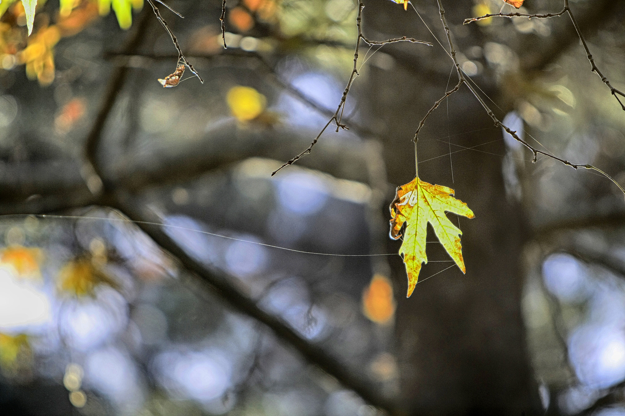Canon EF 70-200mm F2.8L IS USM sample photo. Autumn leaves photography