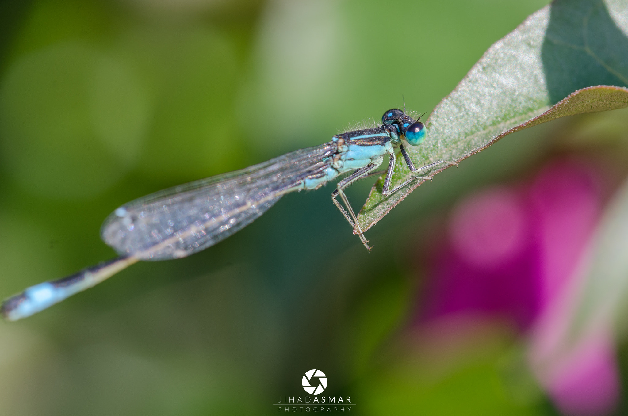 Sigma 150mm F2.8 EX DG Macro HSM sample photo. Male blue river-damsel - lebanon photography