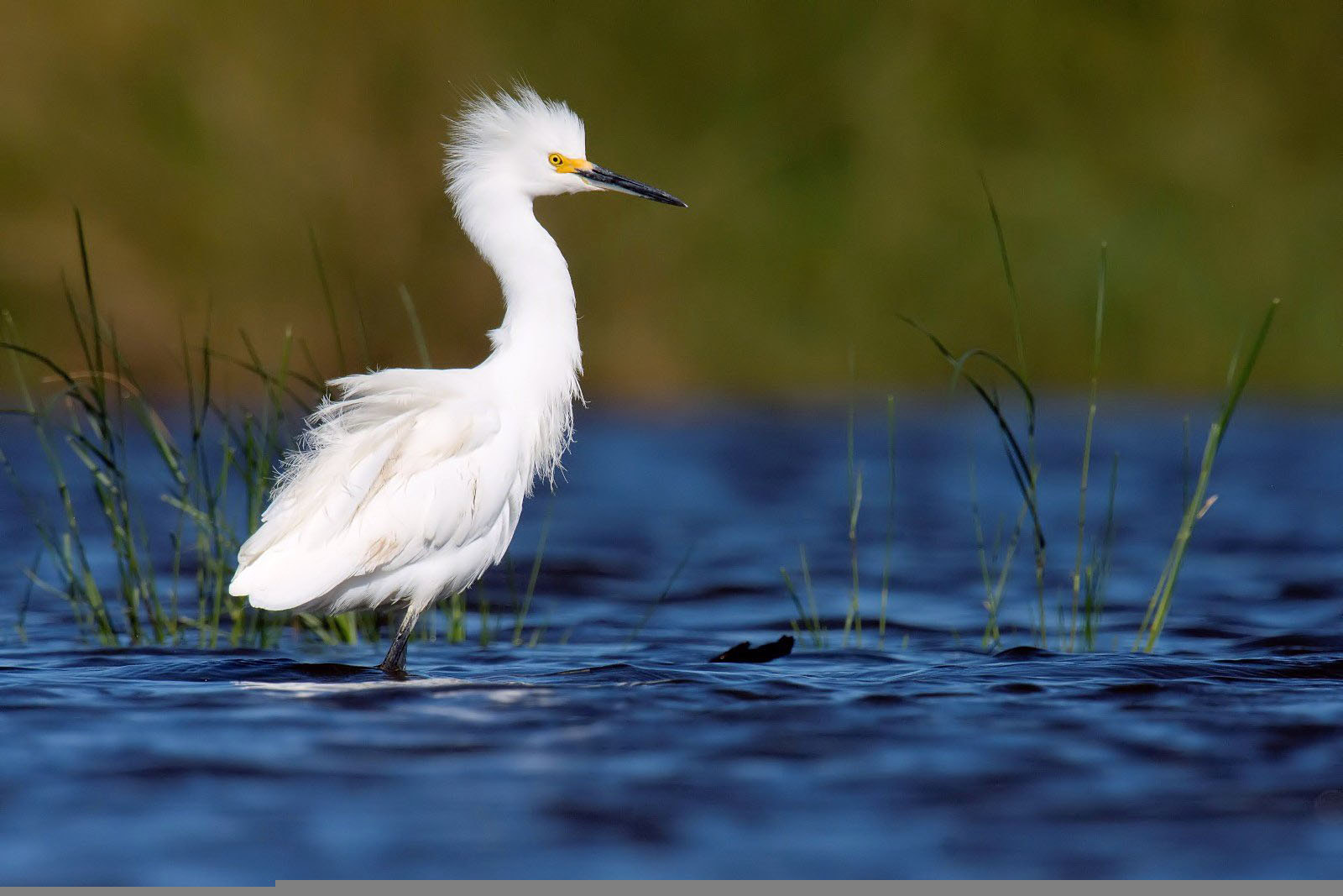 Nikon D7200 + Nikon AF-S Nikkor 500mm F4G ED VR sample photo. Snowy egret photography