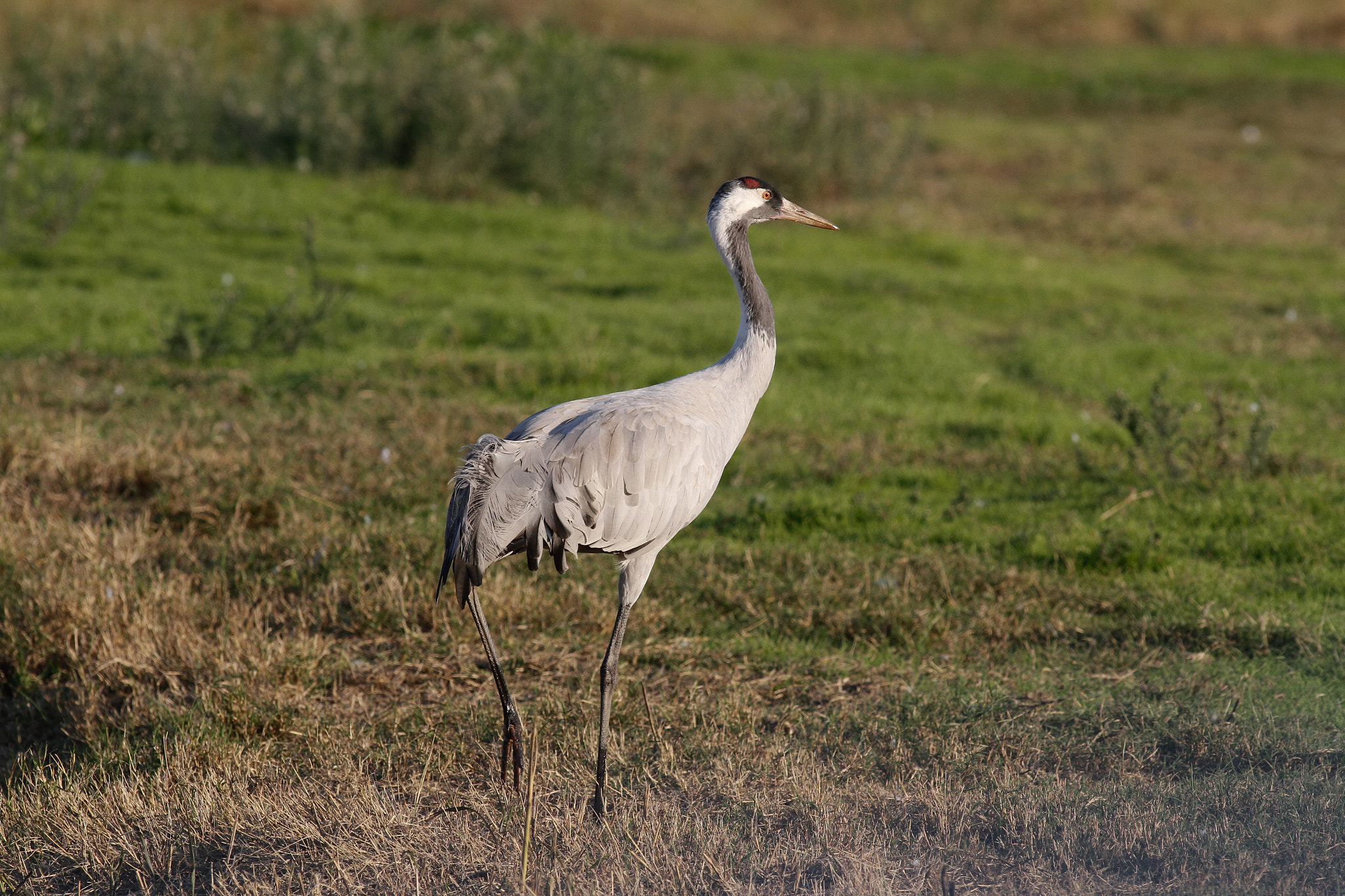 Canon EOS 7D + Canon EF 300mm f/2.8L sample photo