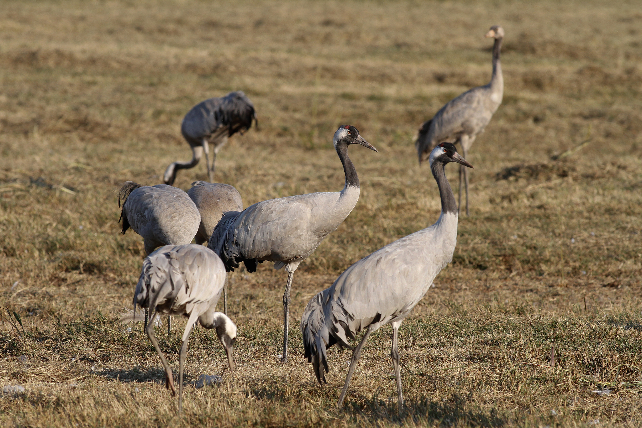 Canon EOS 7D + Canon EF 300mm f/2.8L sample photo