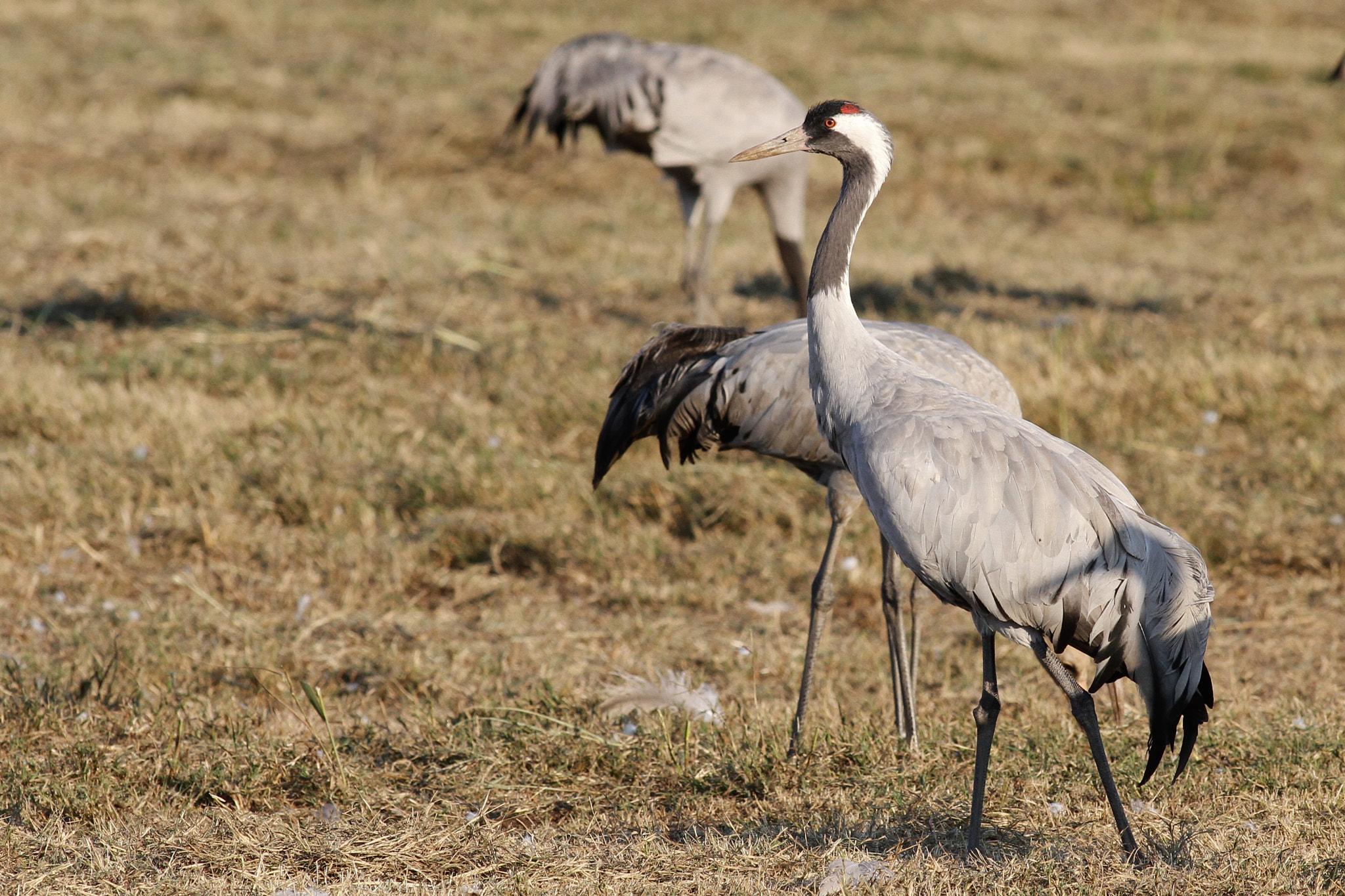 Canon EOS 7D + Canon EF 300mm f/2.8L sample photo