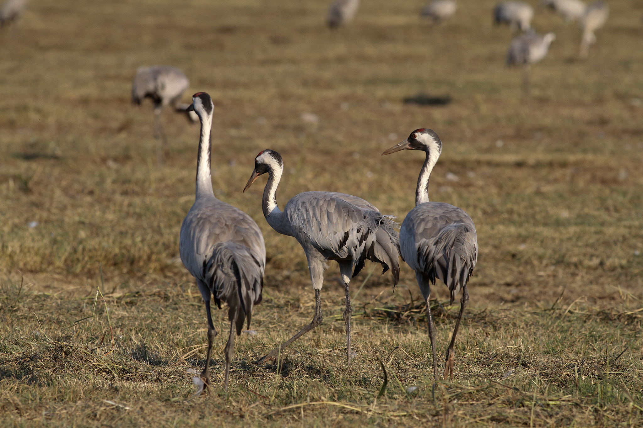 Canon EOS 7D + Canon EF 300mm f/2.8L sample photo