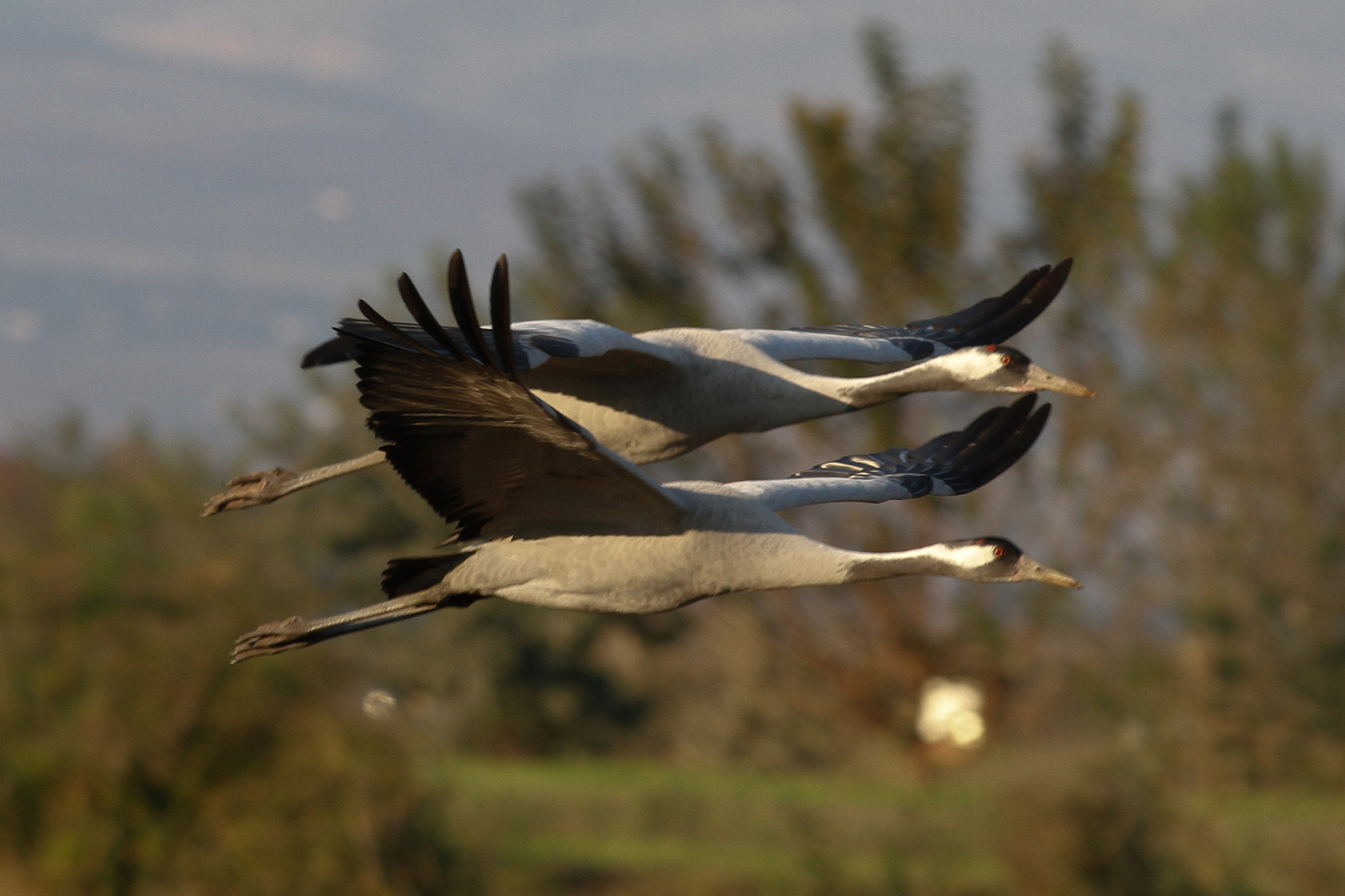 Canon EOS 7D + Canon EF 300mm f/2.8L sample photo